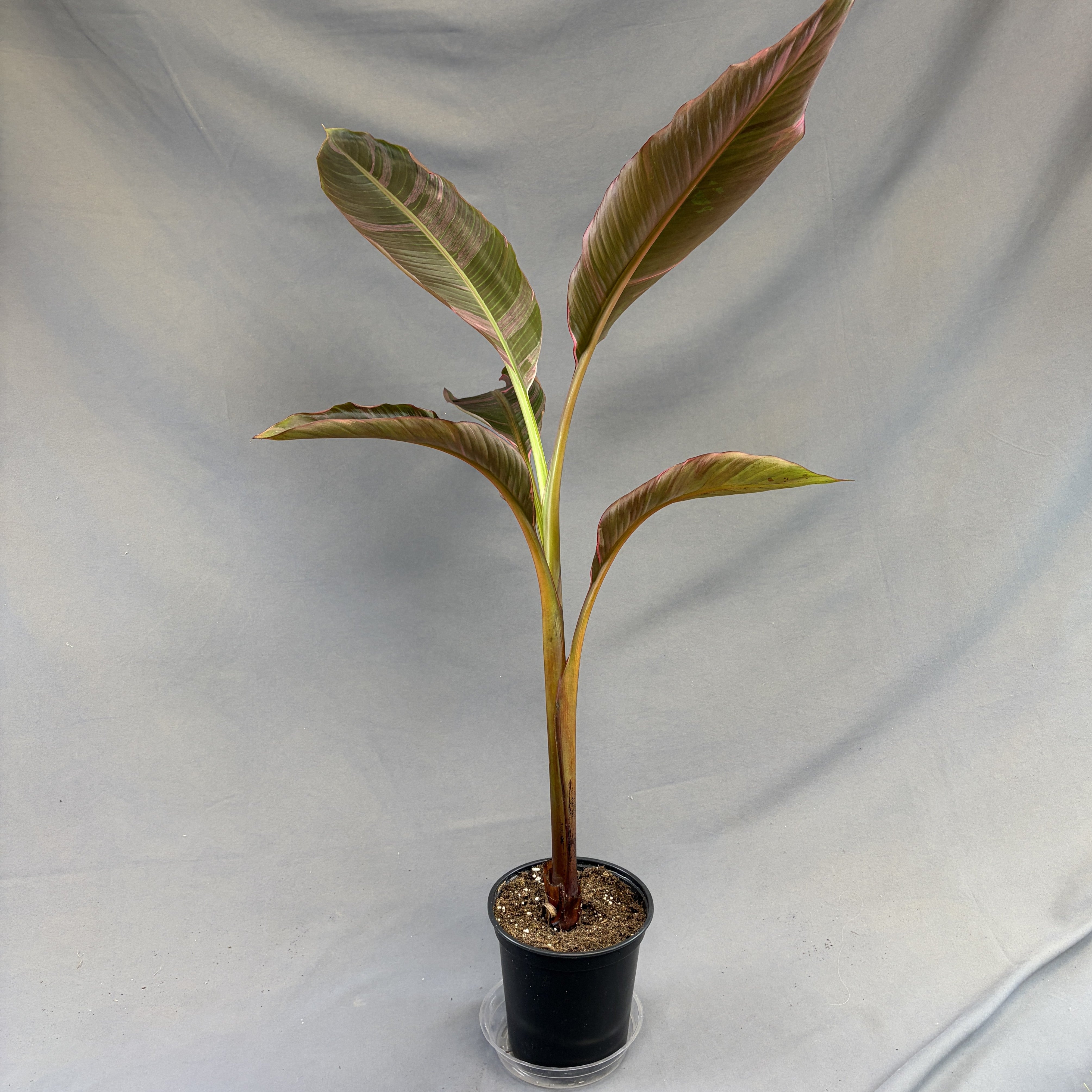 Banana 'Nono Rose'