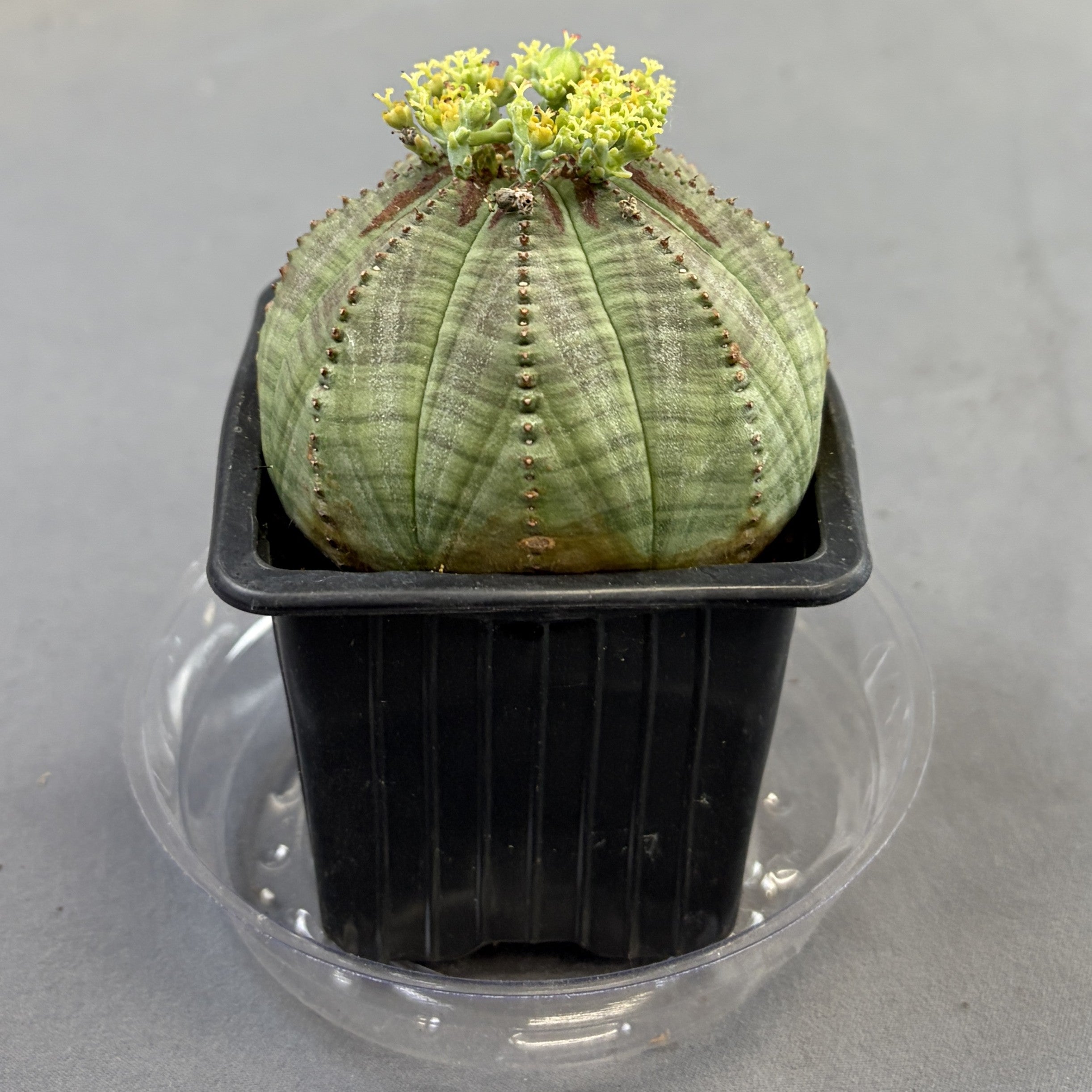 obesa succulent Euphorbia Obesa – Scott's Nursery Ltd
