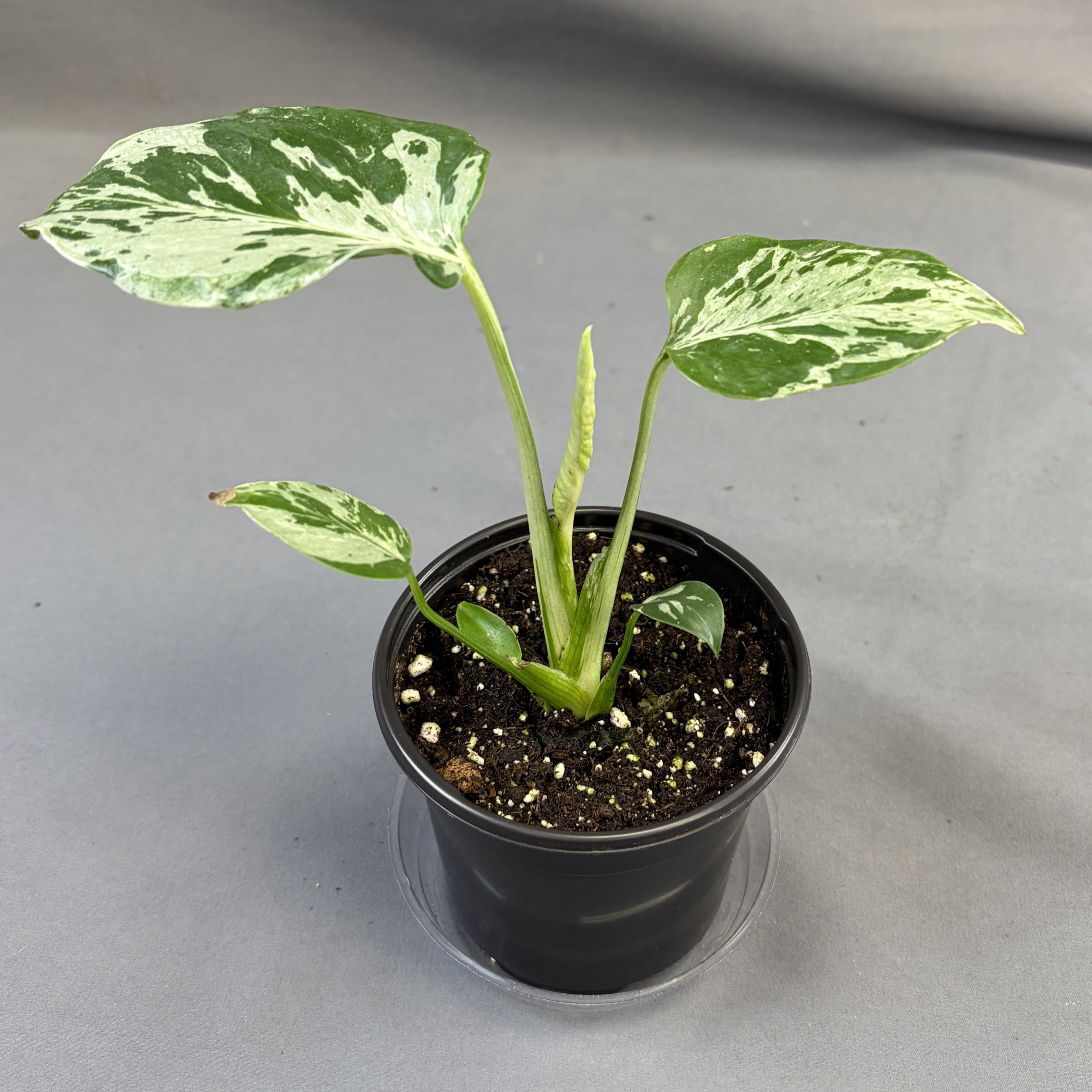 Monstera Bulbasaur