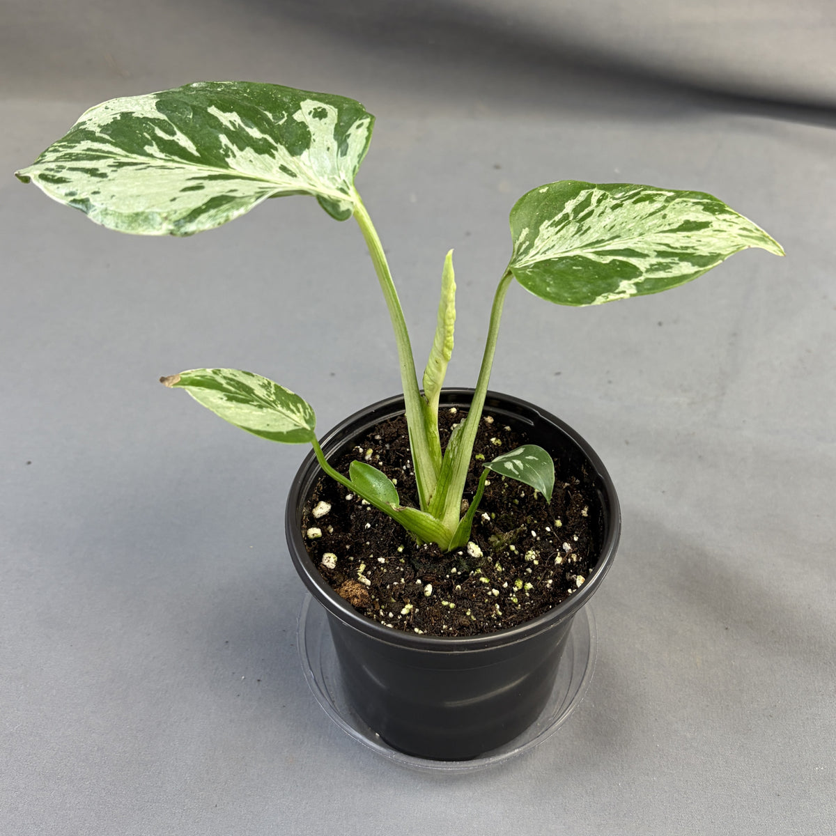 Monstera Bulbasaur – Scott's Nursery Ltd.