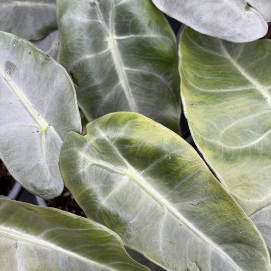 Alocasia 'Pink Dragon'