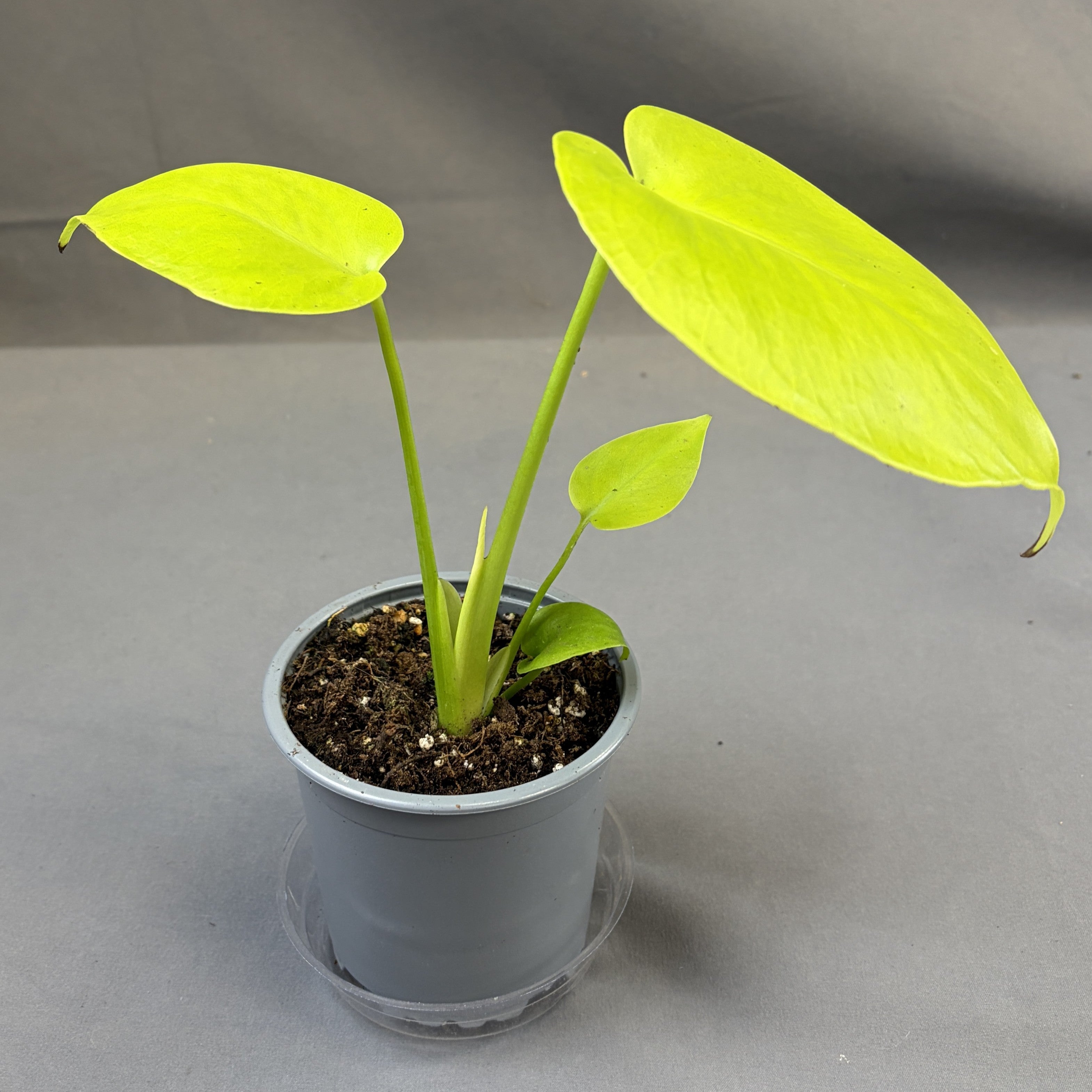Monstera Super Golden