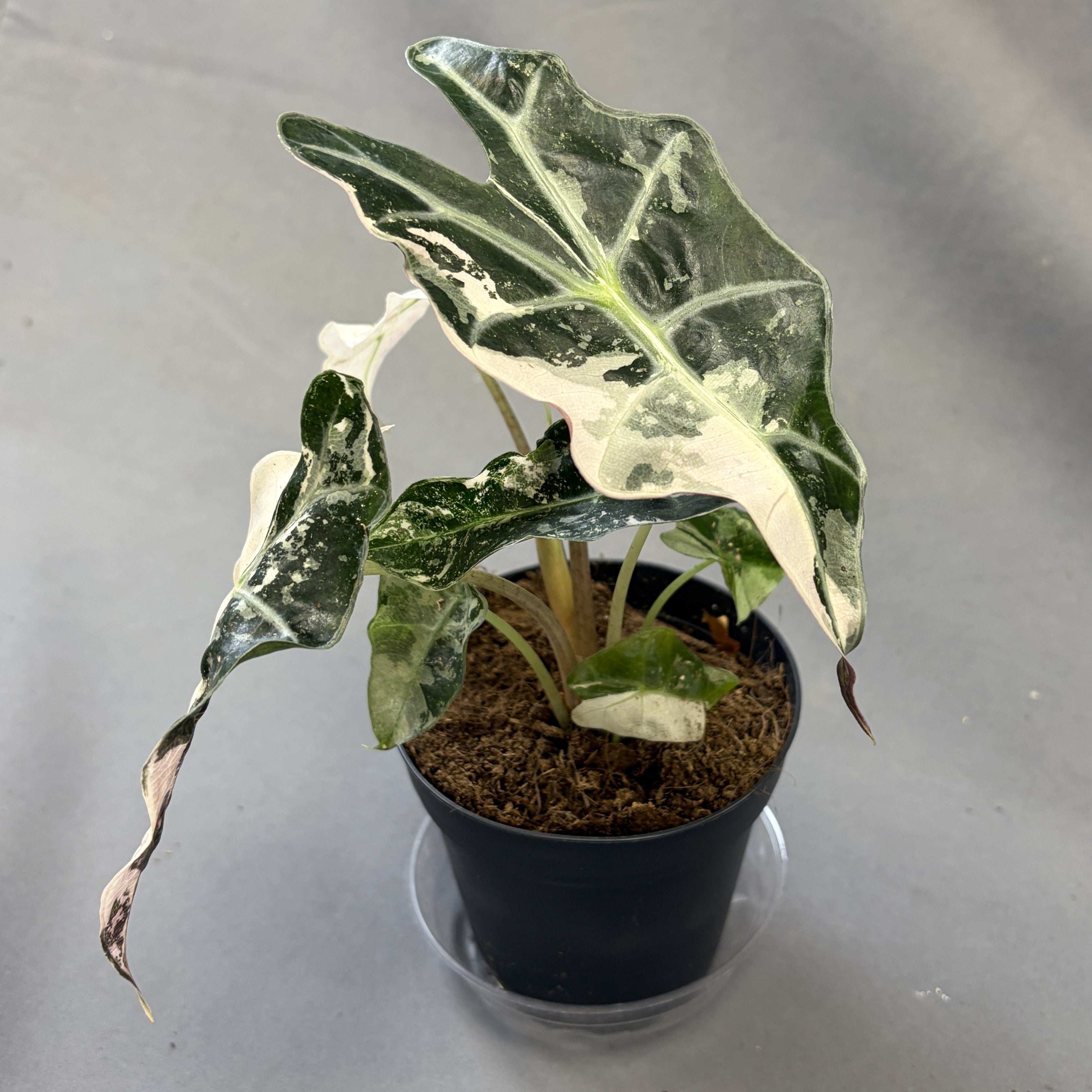 Alocasia 'Pink Polly' Variegated