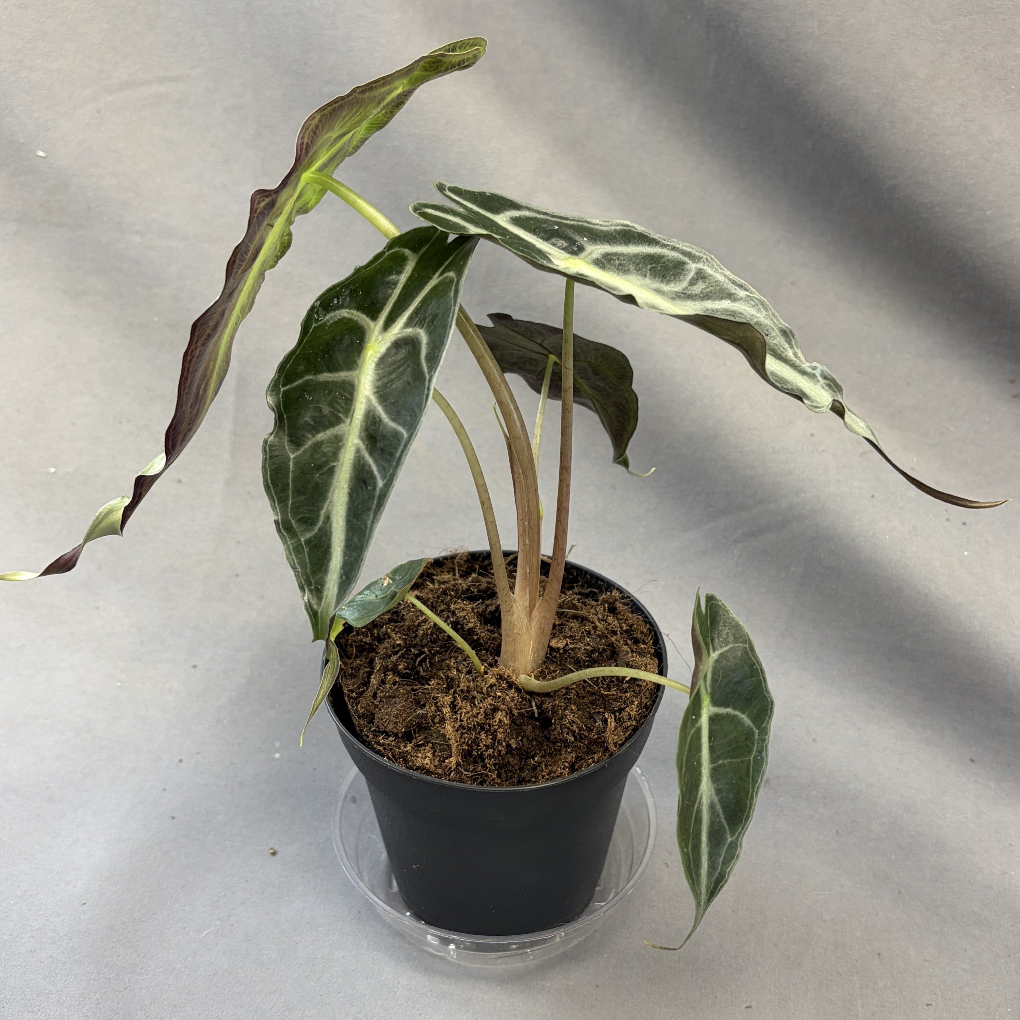 Alocasia 'Venom'