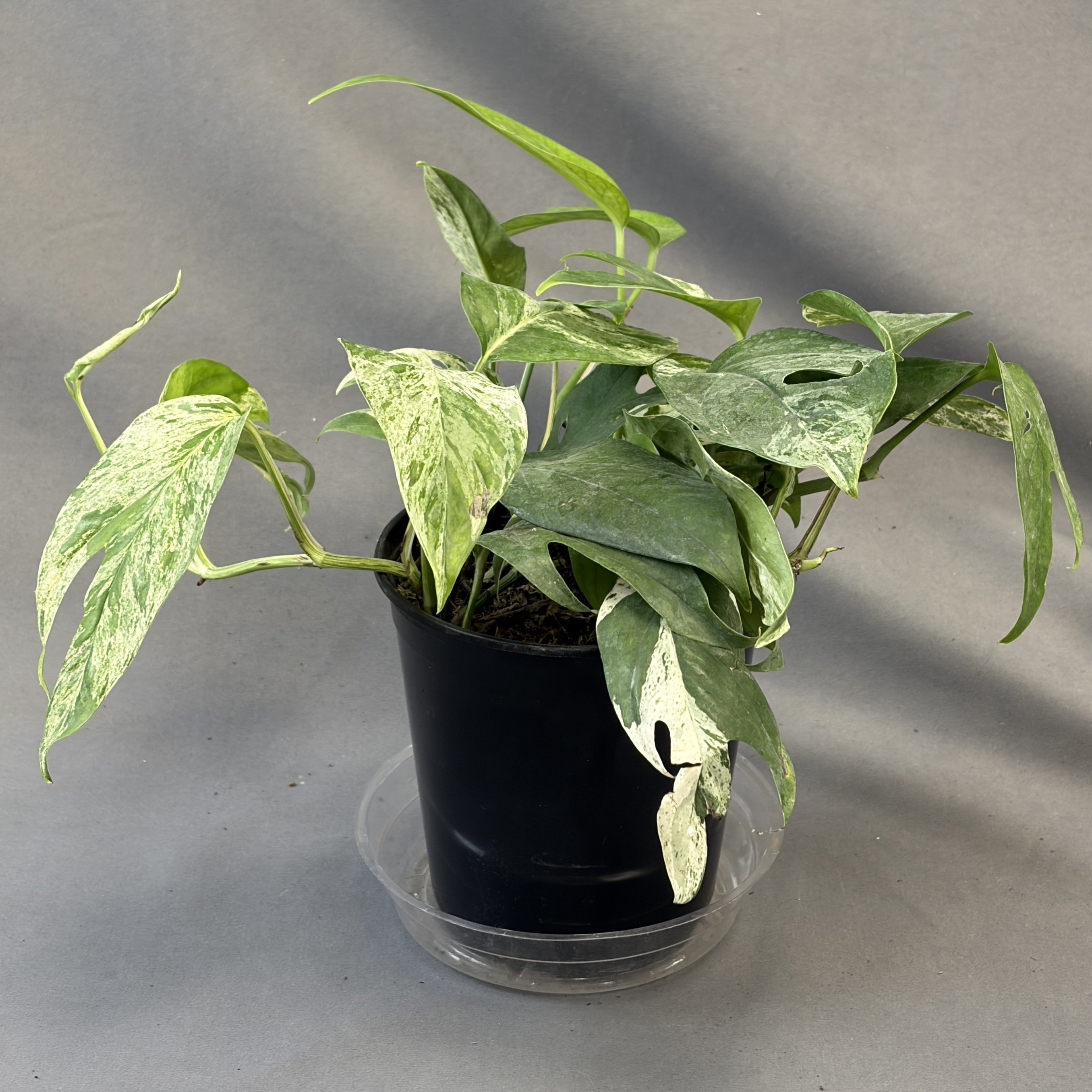 Epipremnum 'Thai Marble'