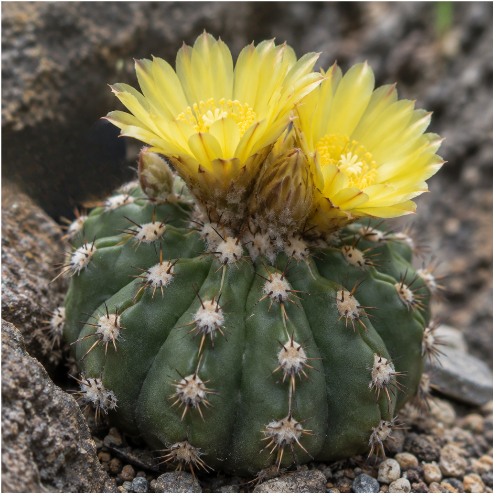 Frailea Asteroides