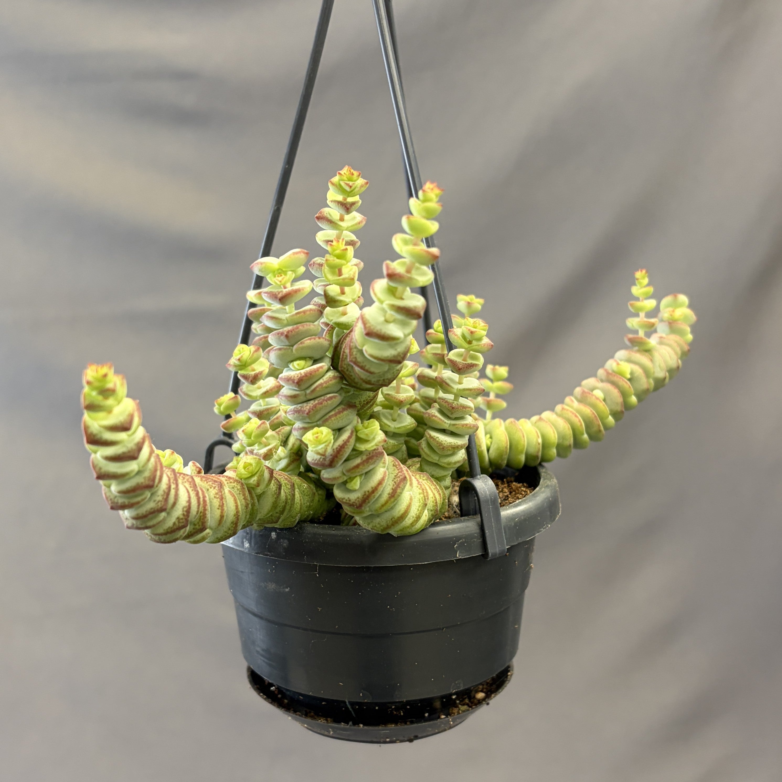 Crassula Hottentot