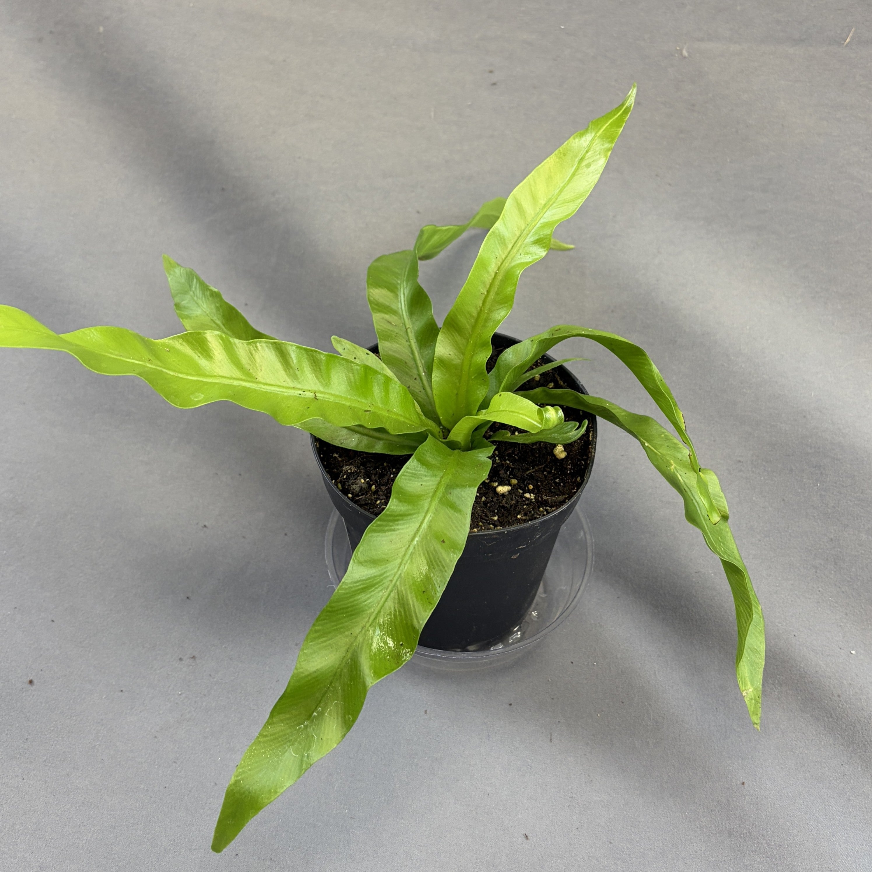 Hurricane Bird’s Nest Fern