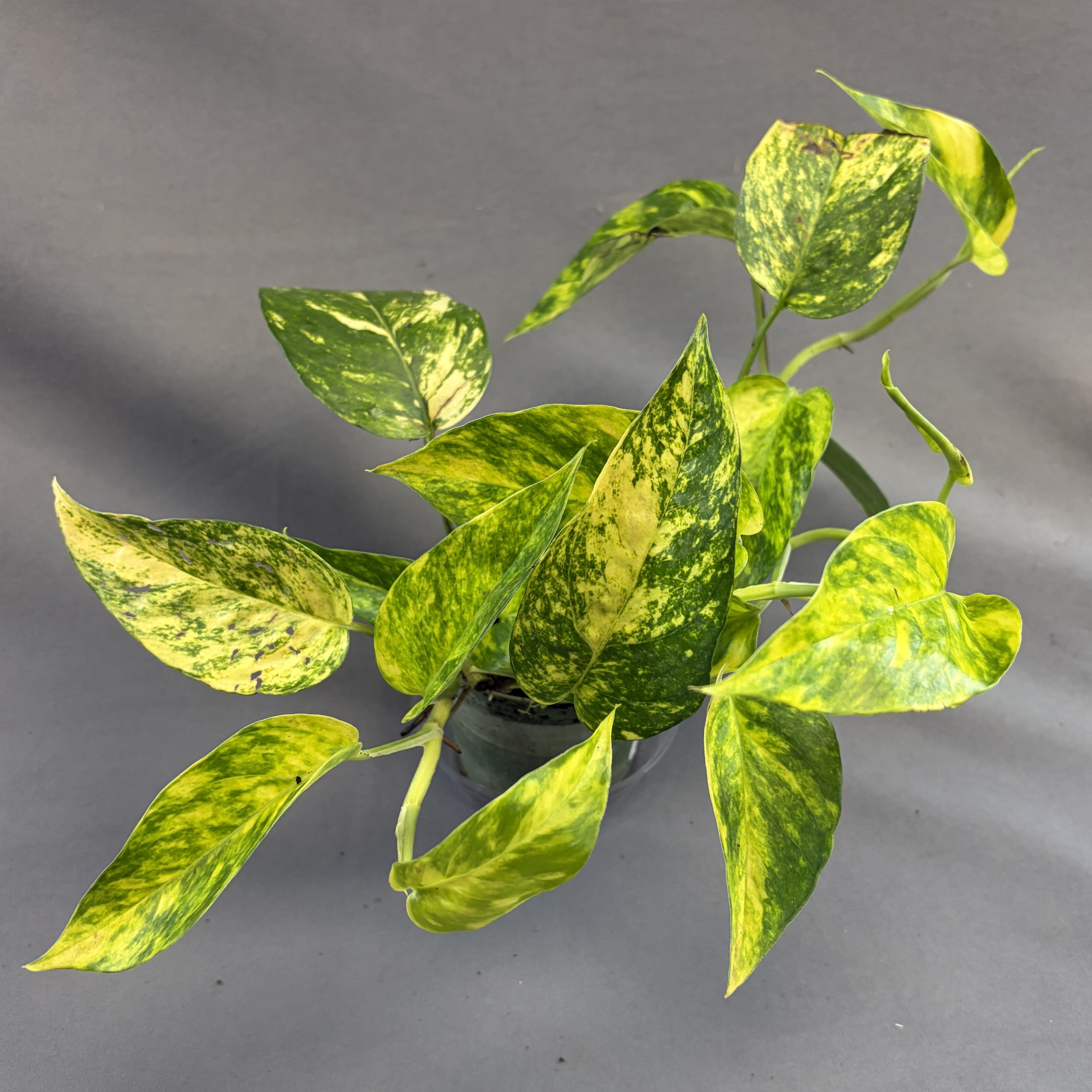 Epipremnum 'Yellow Flame'