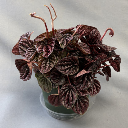 Peperomia Ripple