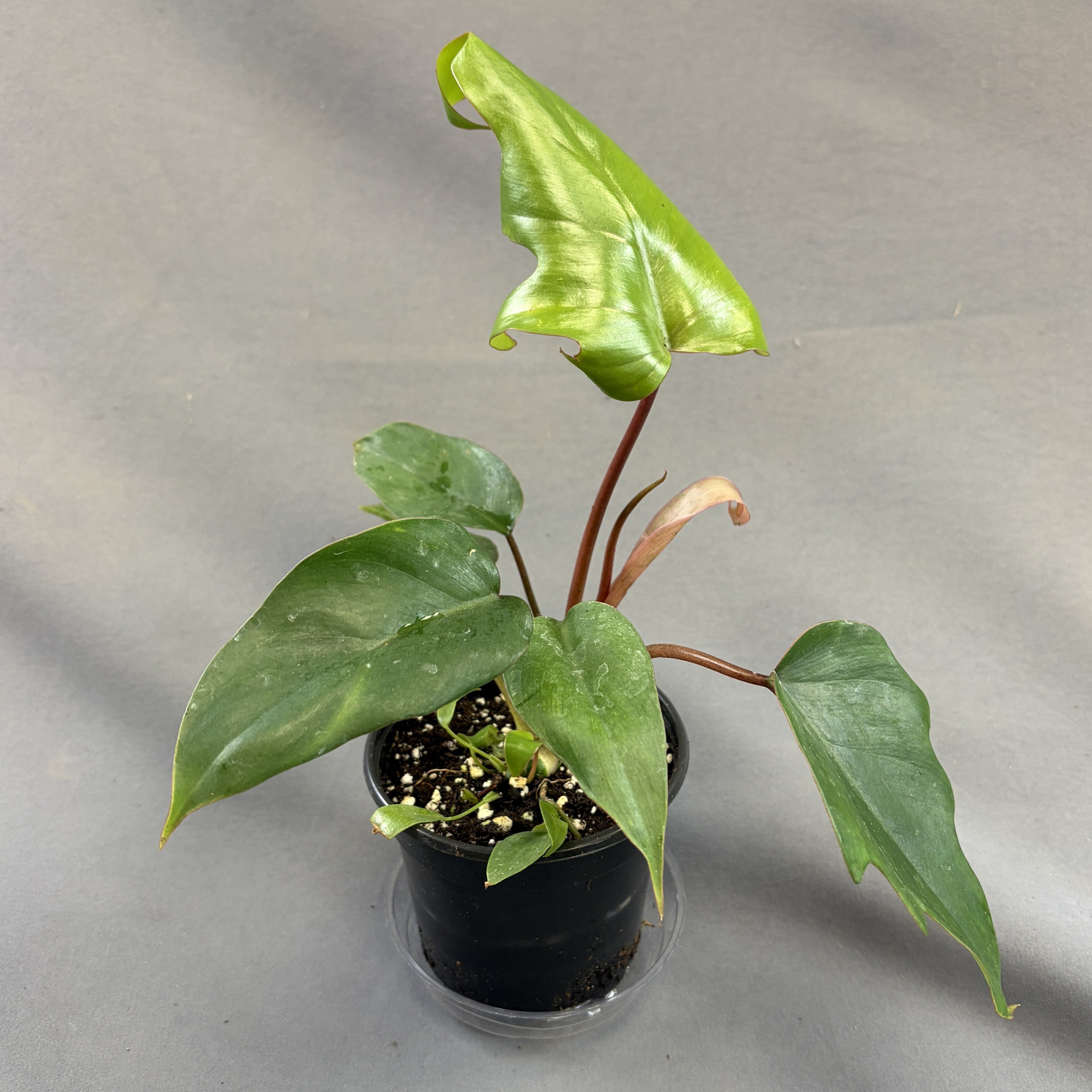 Philodendron Tahiti