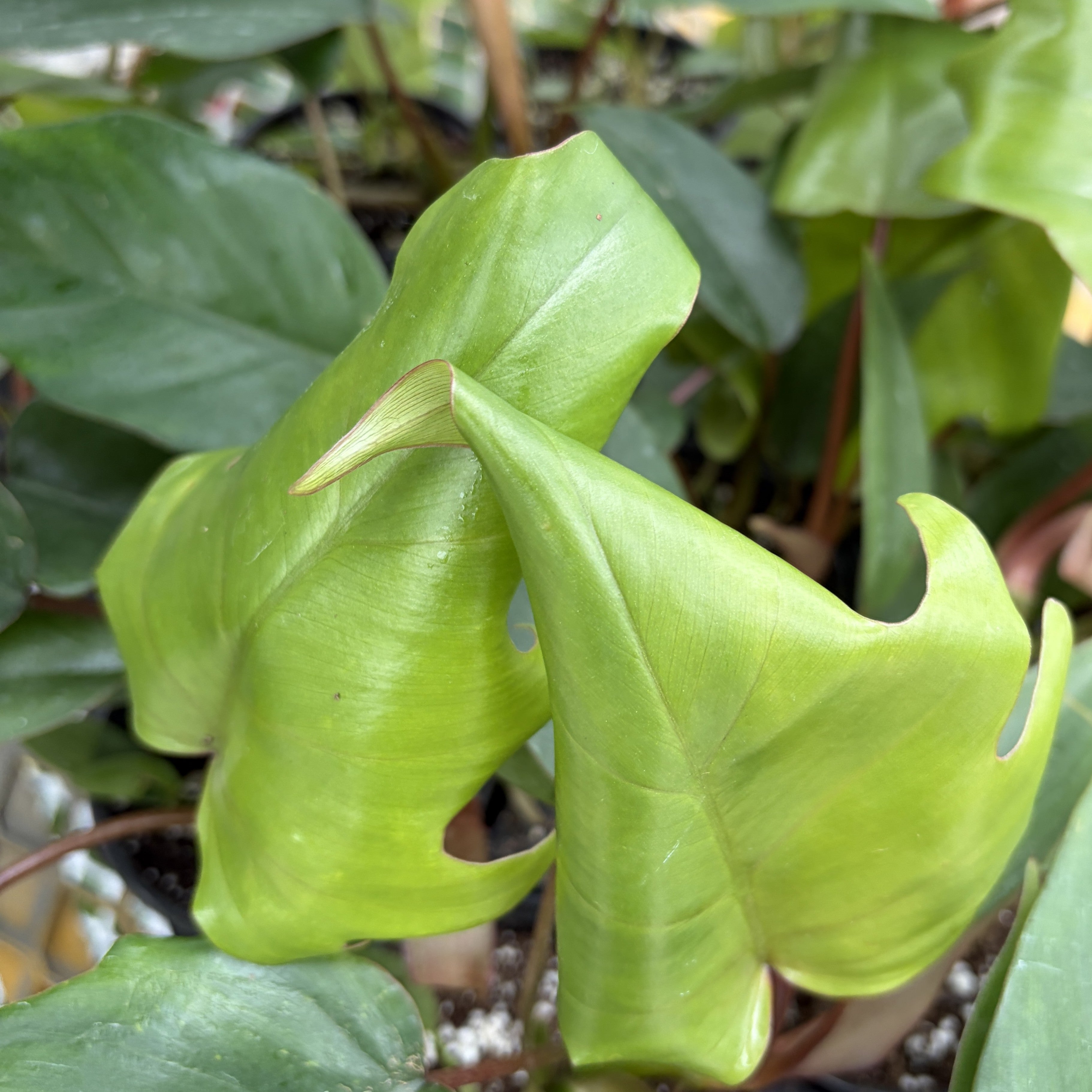 Philodendron Tahiti