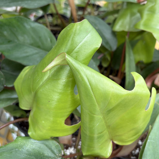 Philodendron Tahiti