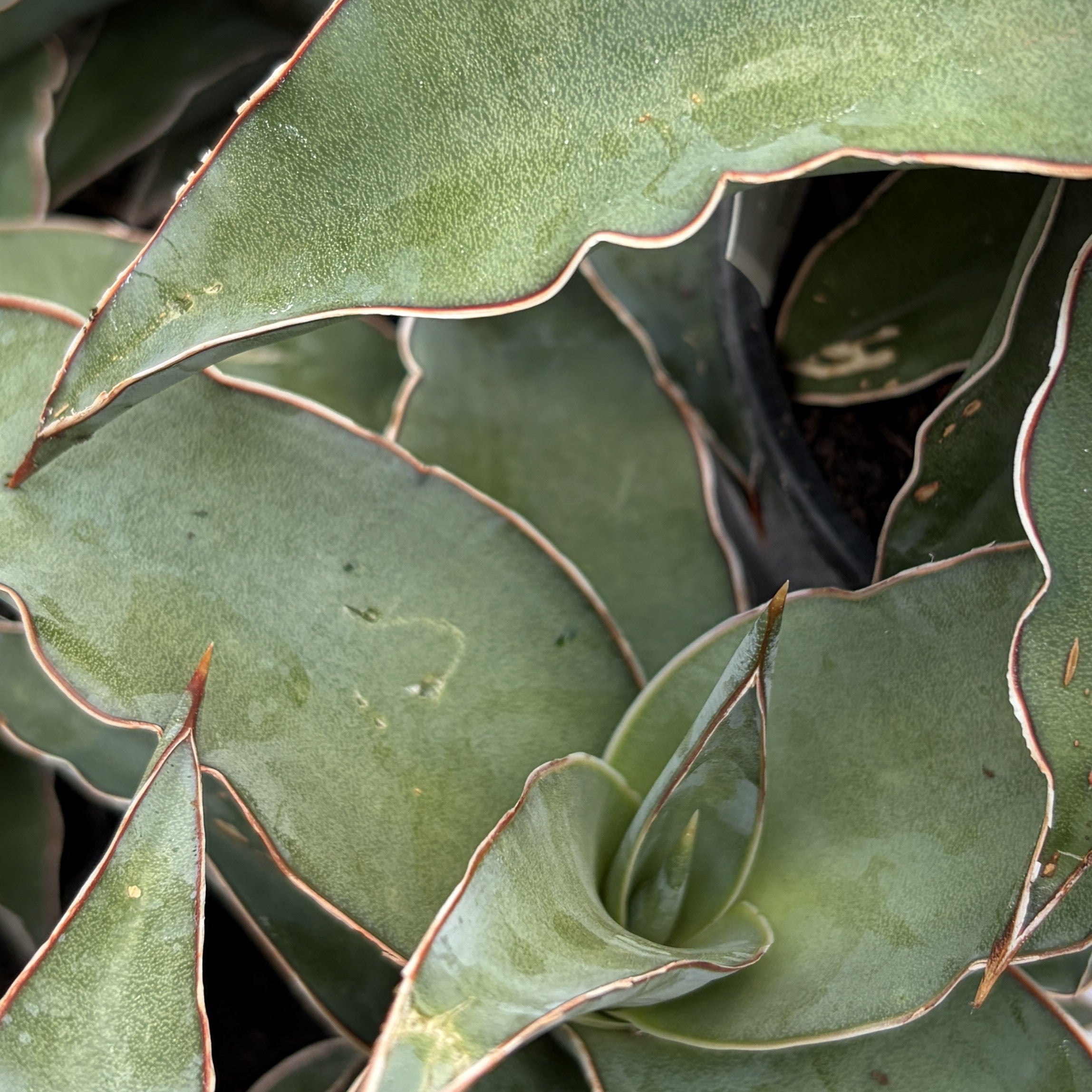 Snake Plant 'Blue Kew'