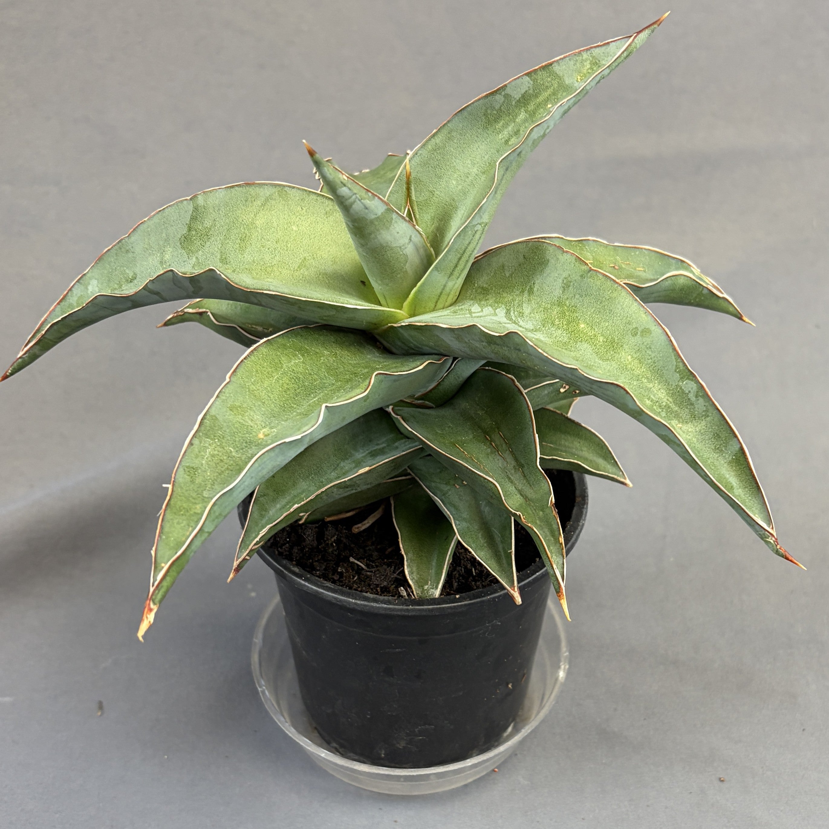Snake Plant 'Blue Kew'