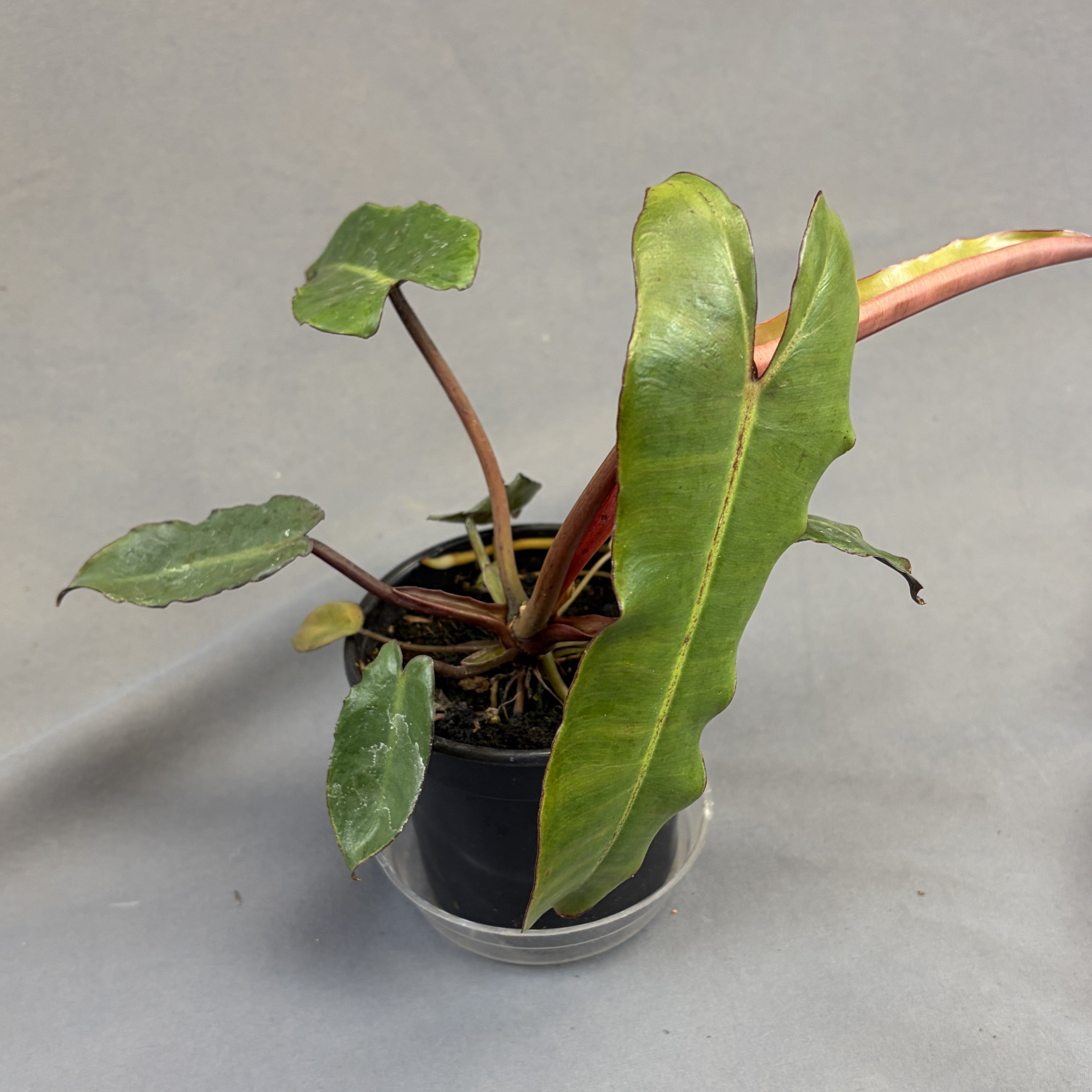 Philodendron 'Billietiae Black'