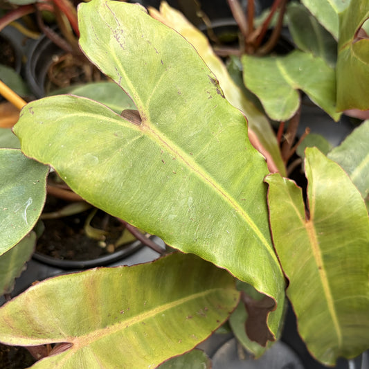 Philodendron 'Billietiae Black'