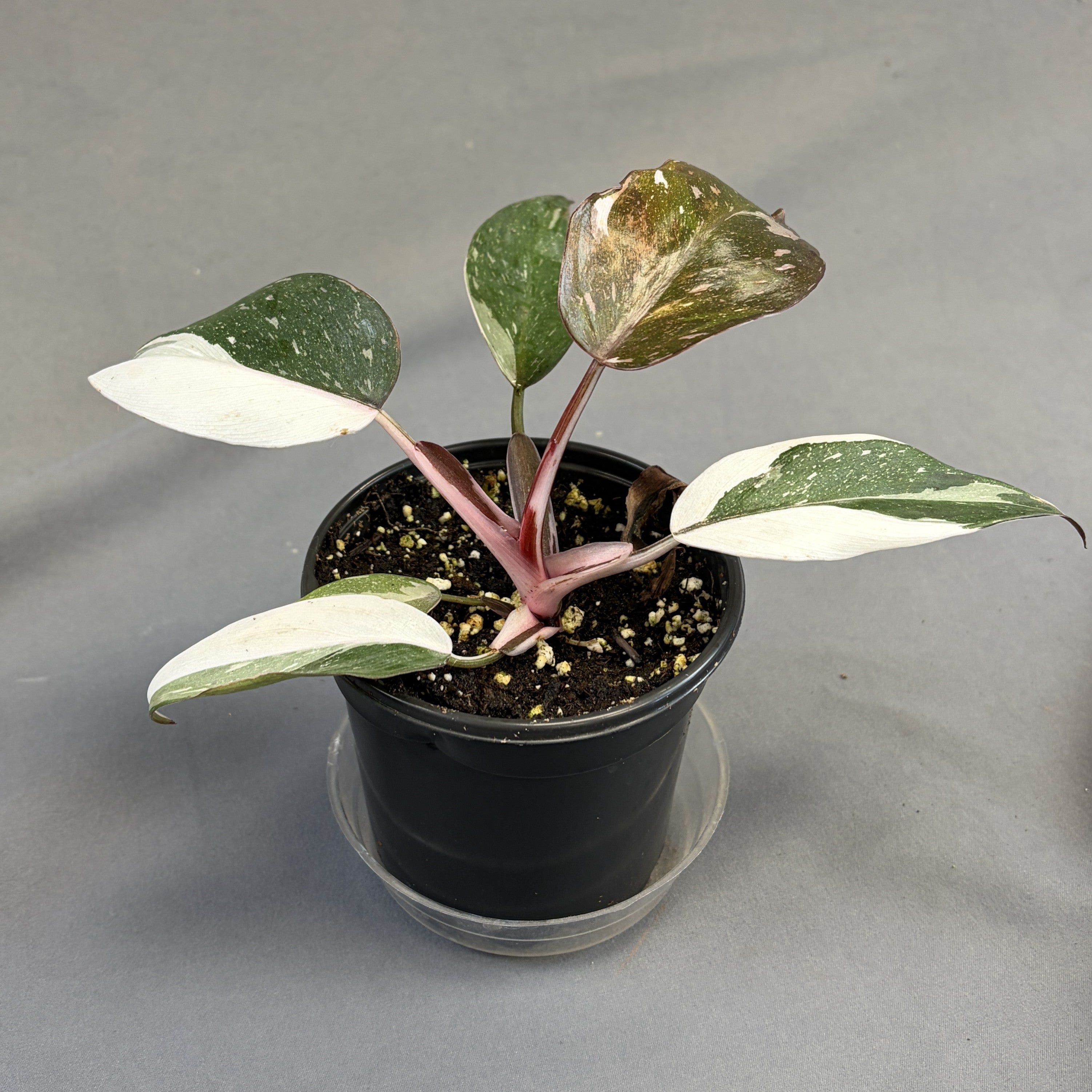 Philodendron 'Red Anderson'