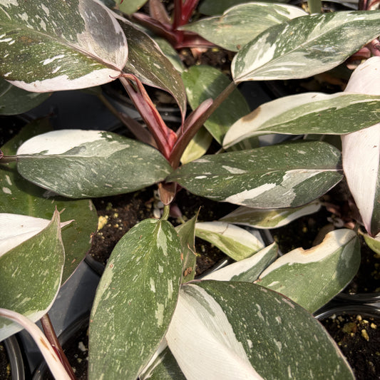 Philodendron 'Red Anderson'