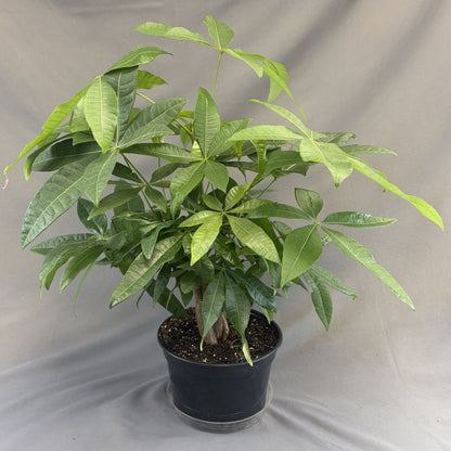 Money Tree