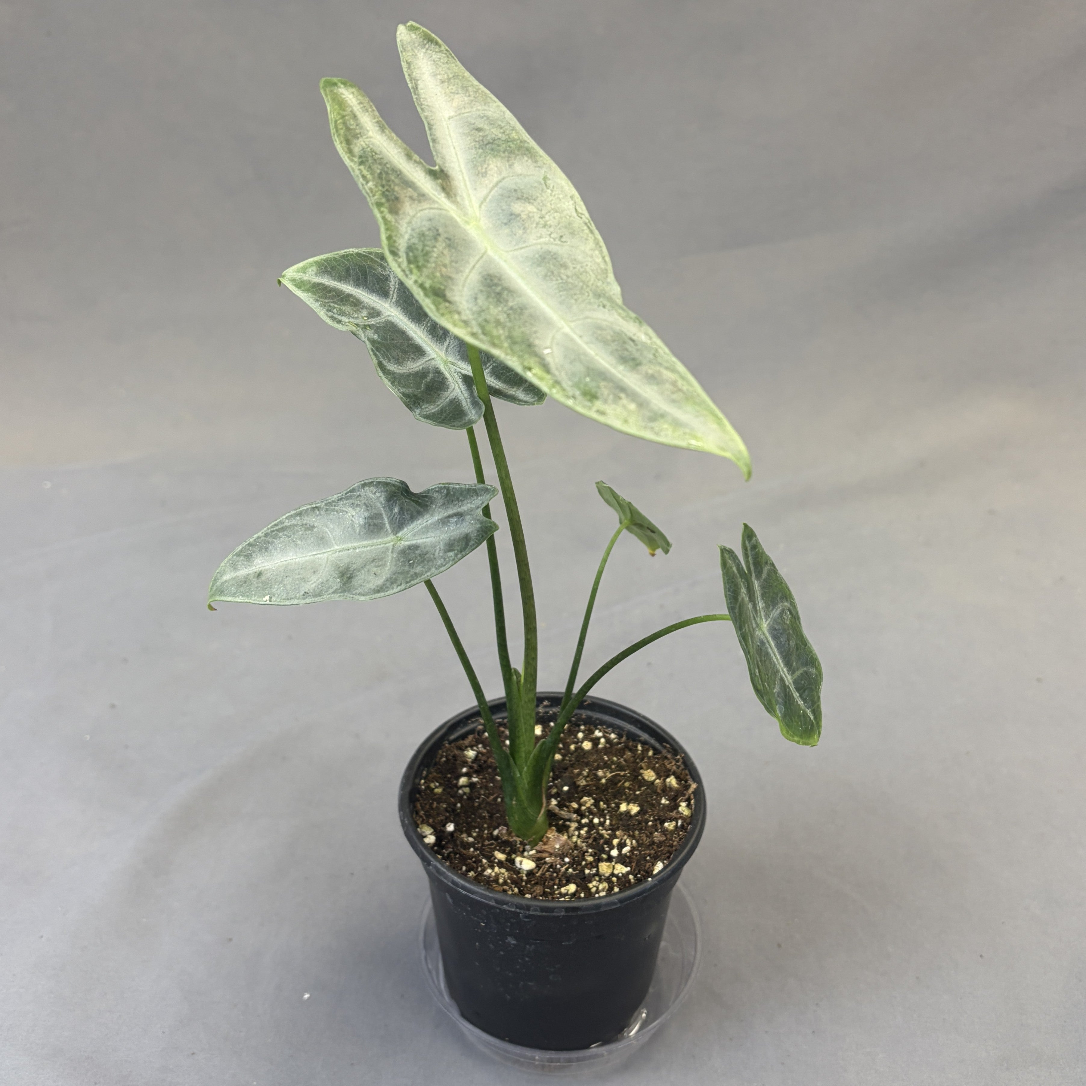 Alocasia Longiloba Silver