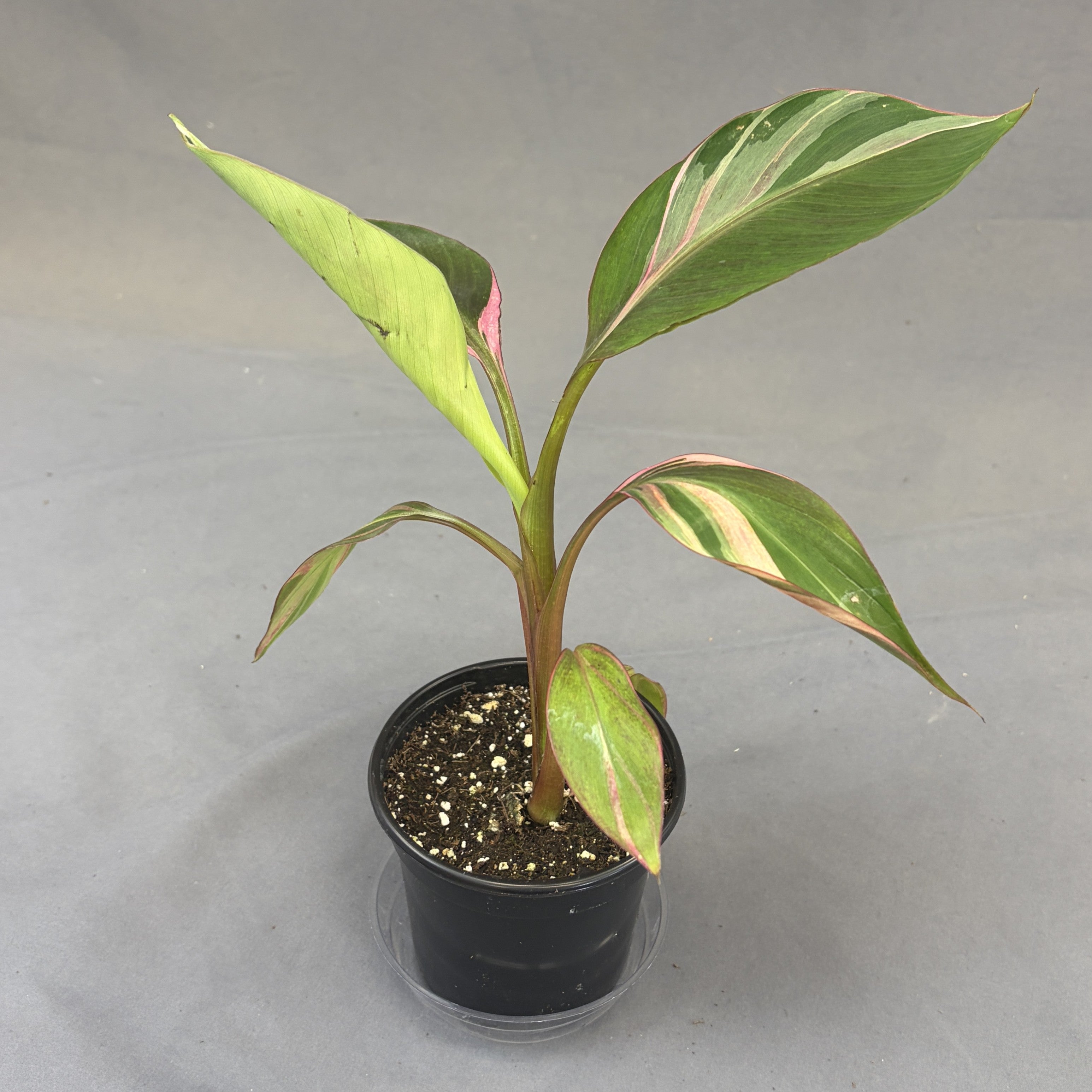 Banana 'Nono Rose'