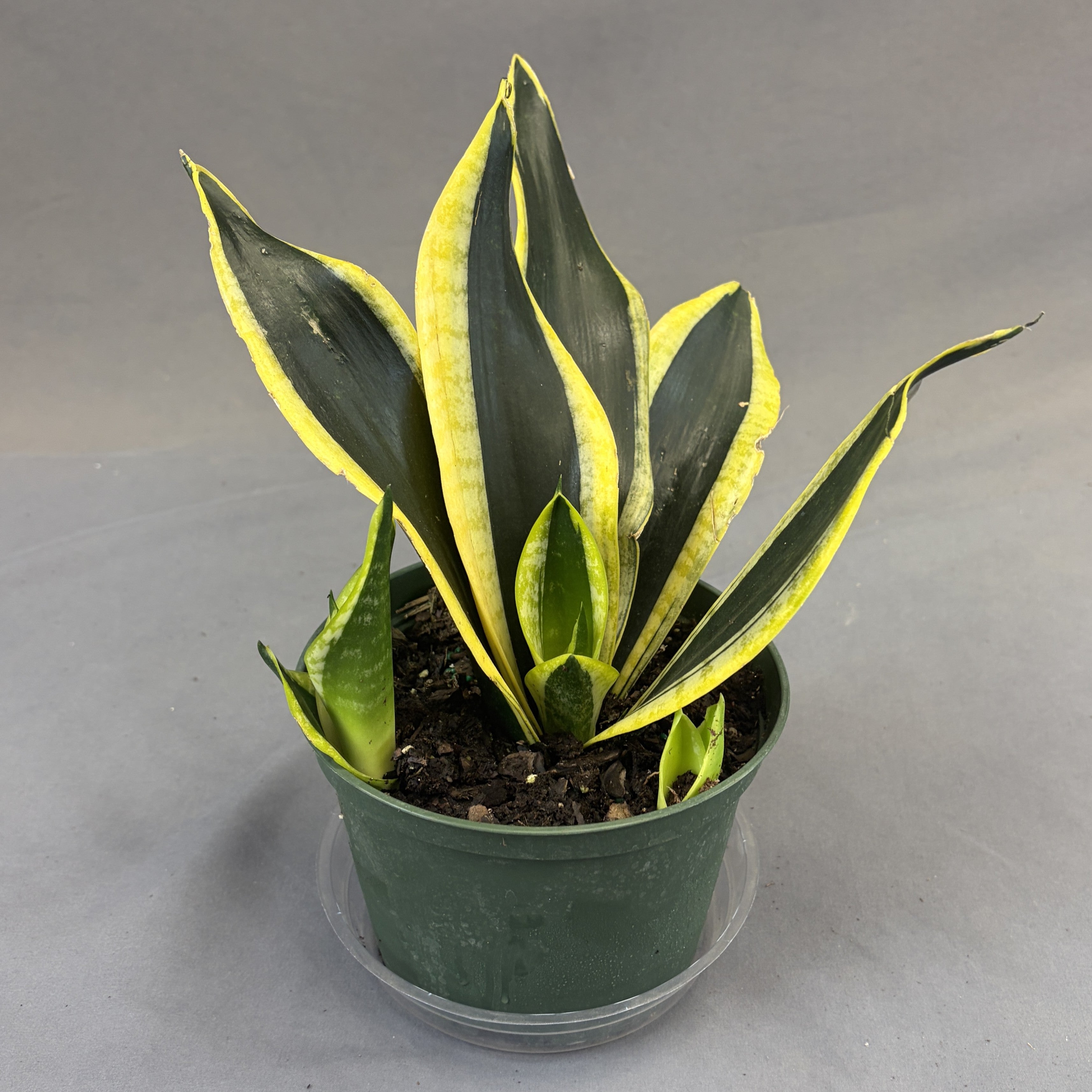 Snake Plant 'Black Flame'