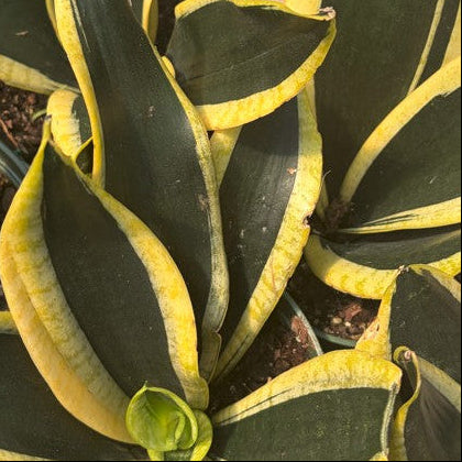 Snake Plant 'Black Flame'