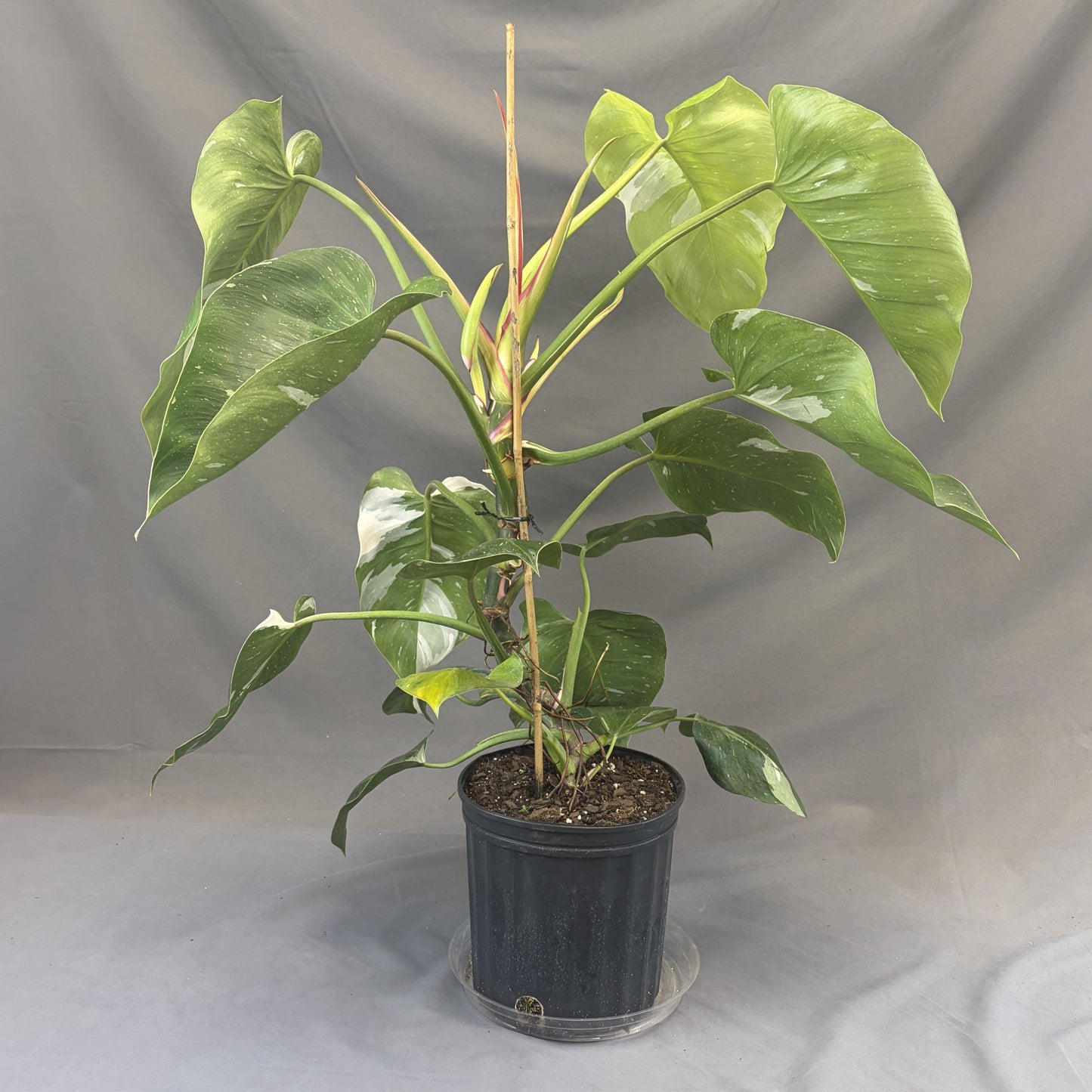 Philodendron 'White Princess'