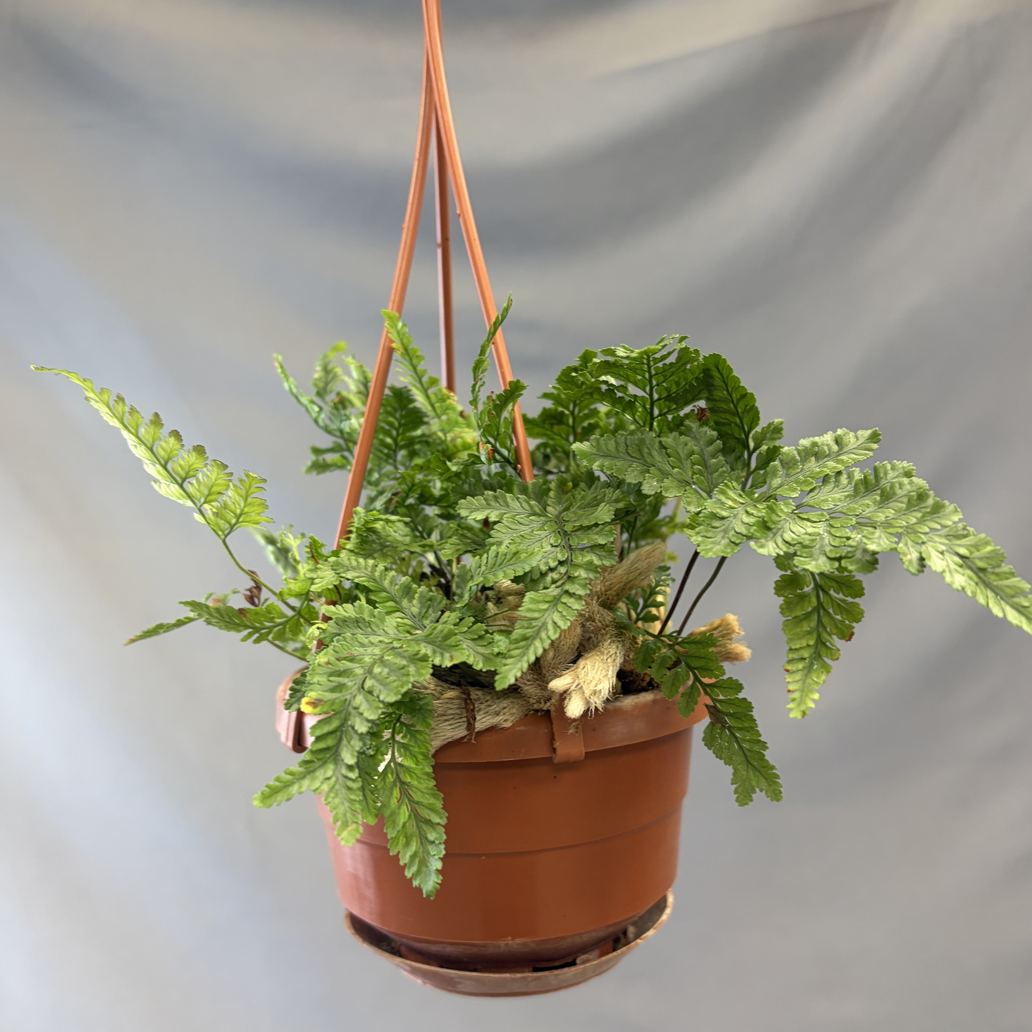 Cat Claw Fern