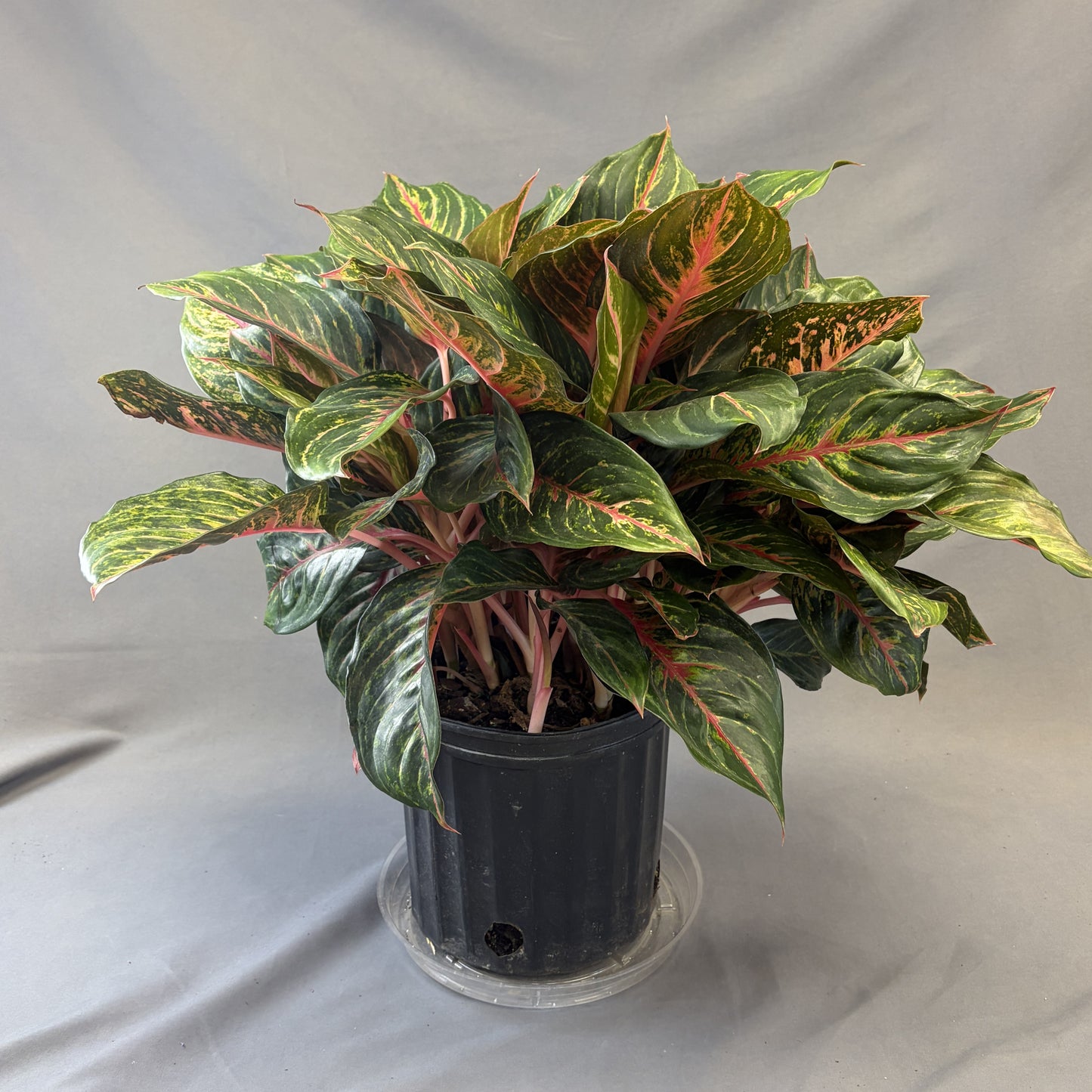 Aglaonema Moonstone/Moosnhine Miles