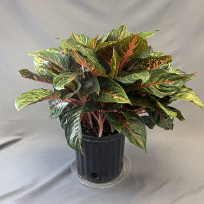 Aglaonema Moonstone/Moosnhine Miles