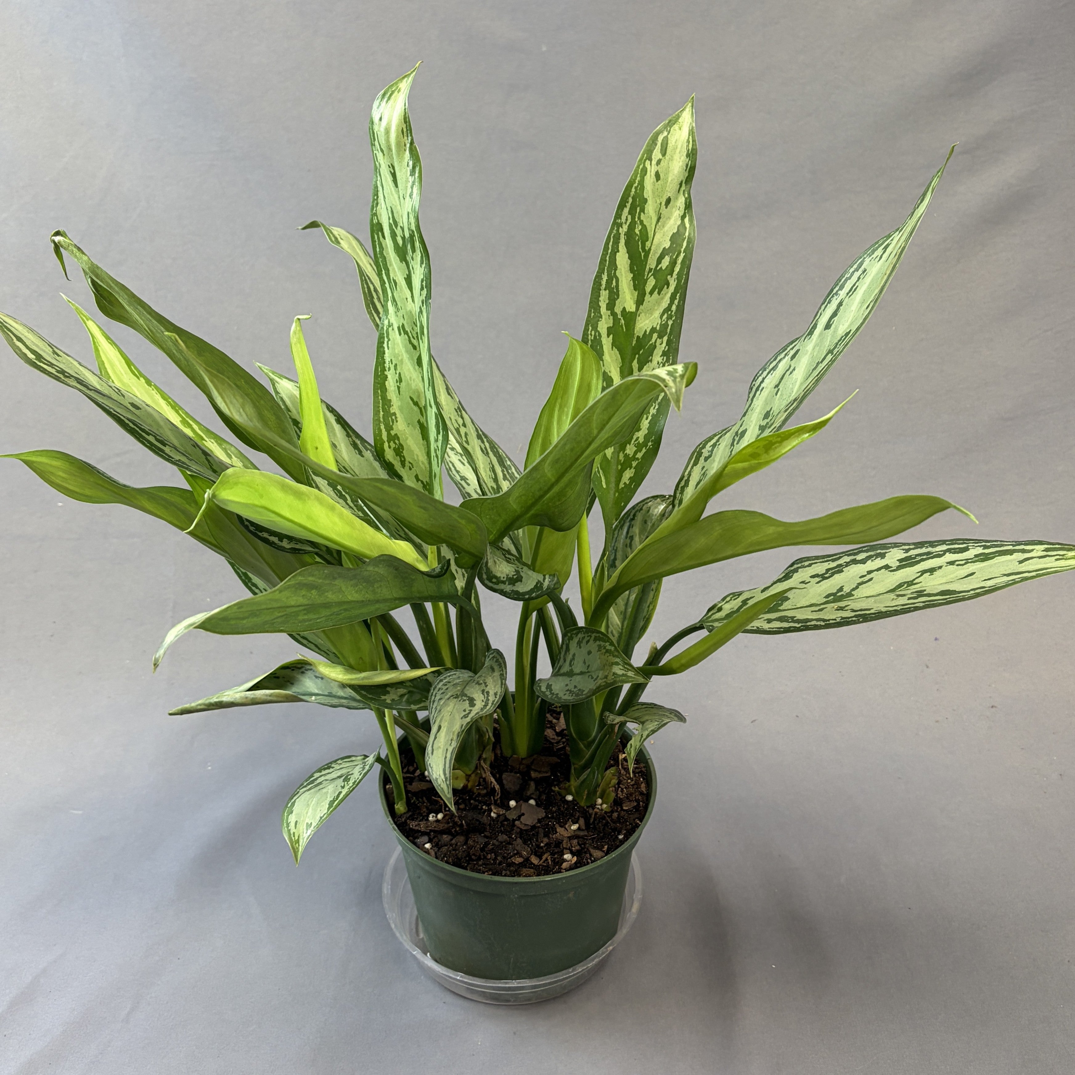 Aglaonema 'Maria Christina'