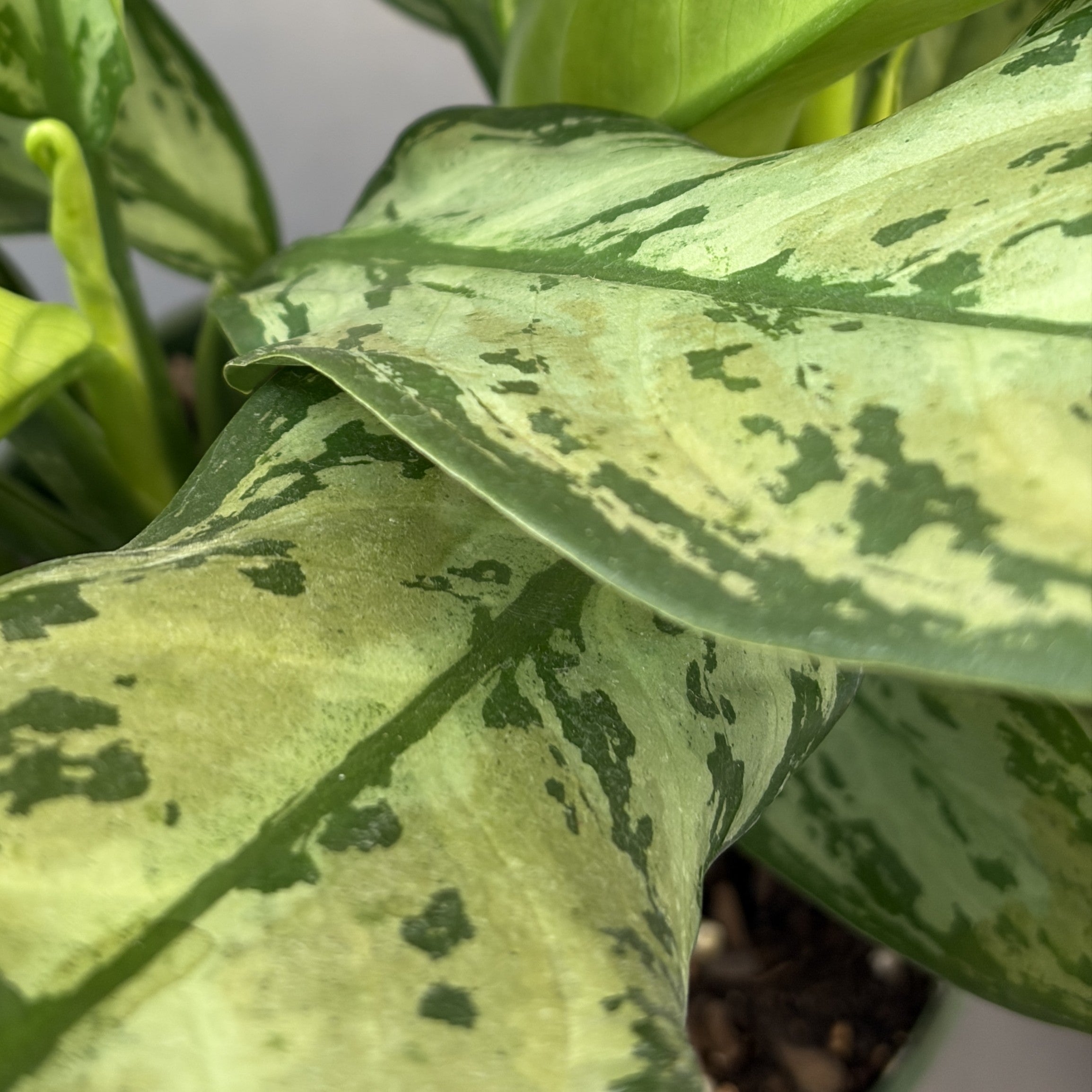 Aglaonema 'Maria Christina'