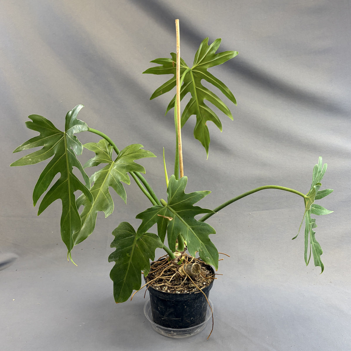 Philodendron 'Mayoi'