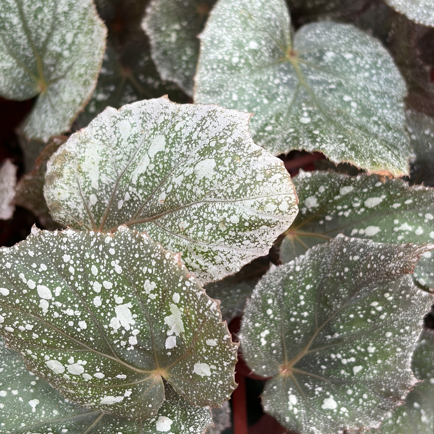 Begonia 'Frost'
