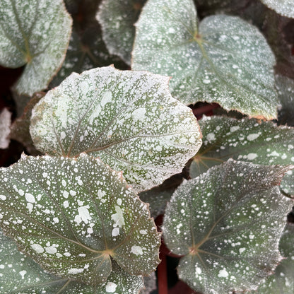 Begonia 'Frost'