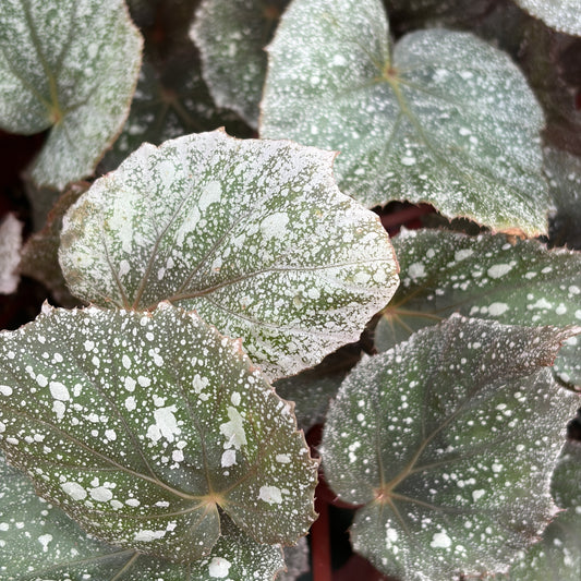 Begonia 'Frost'