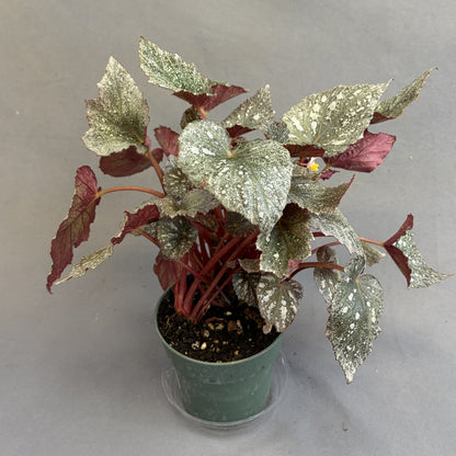 Begonia 'Frost'