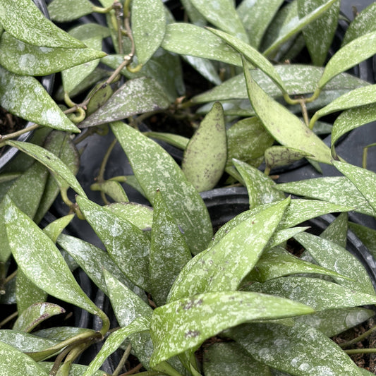 Hoya Parviflora