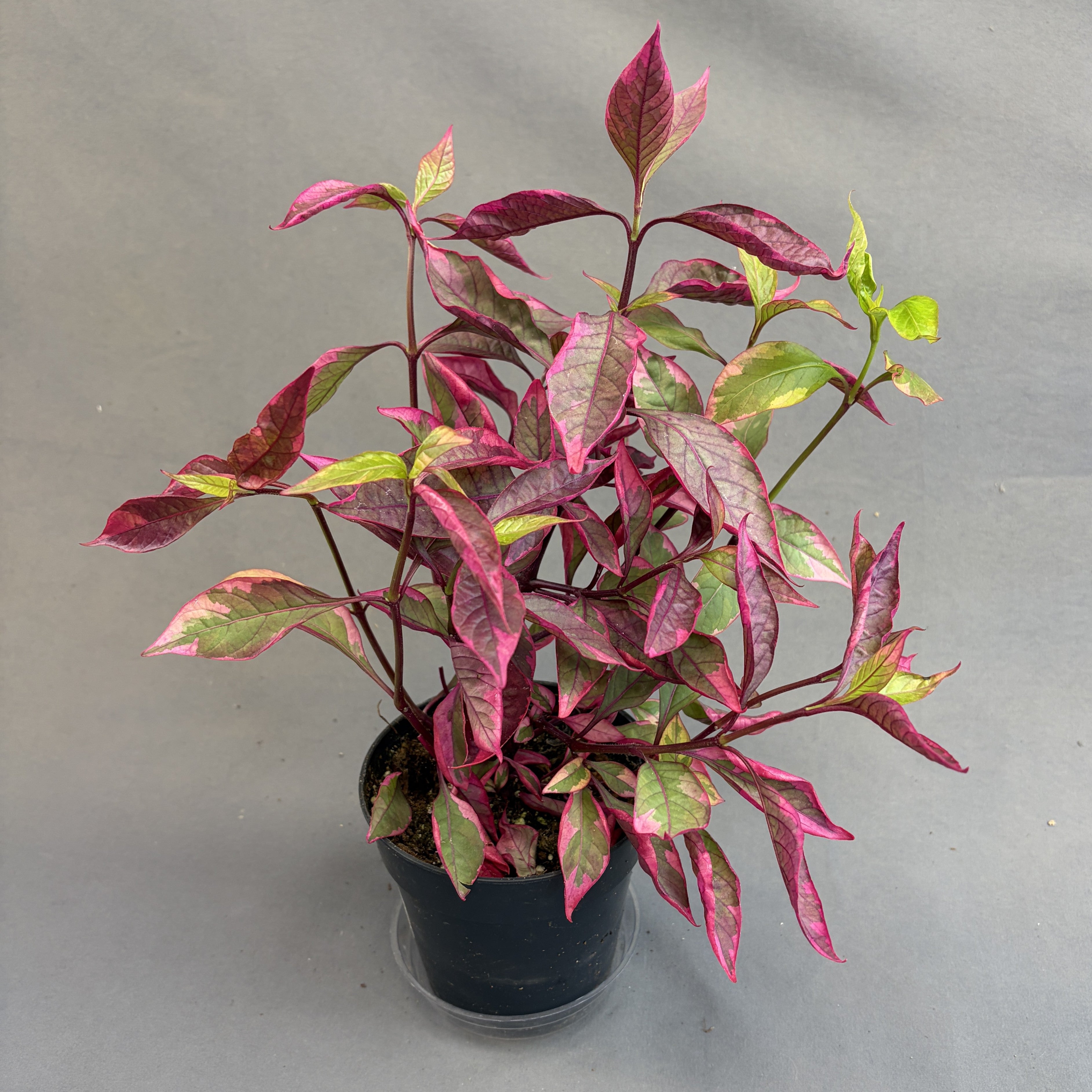 Alternanthera 'Brazilan Hot'