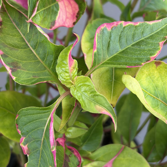 Alternanthera 'Party Time'