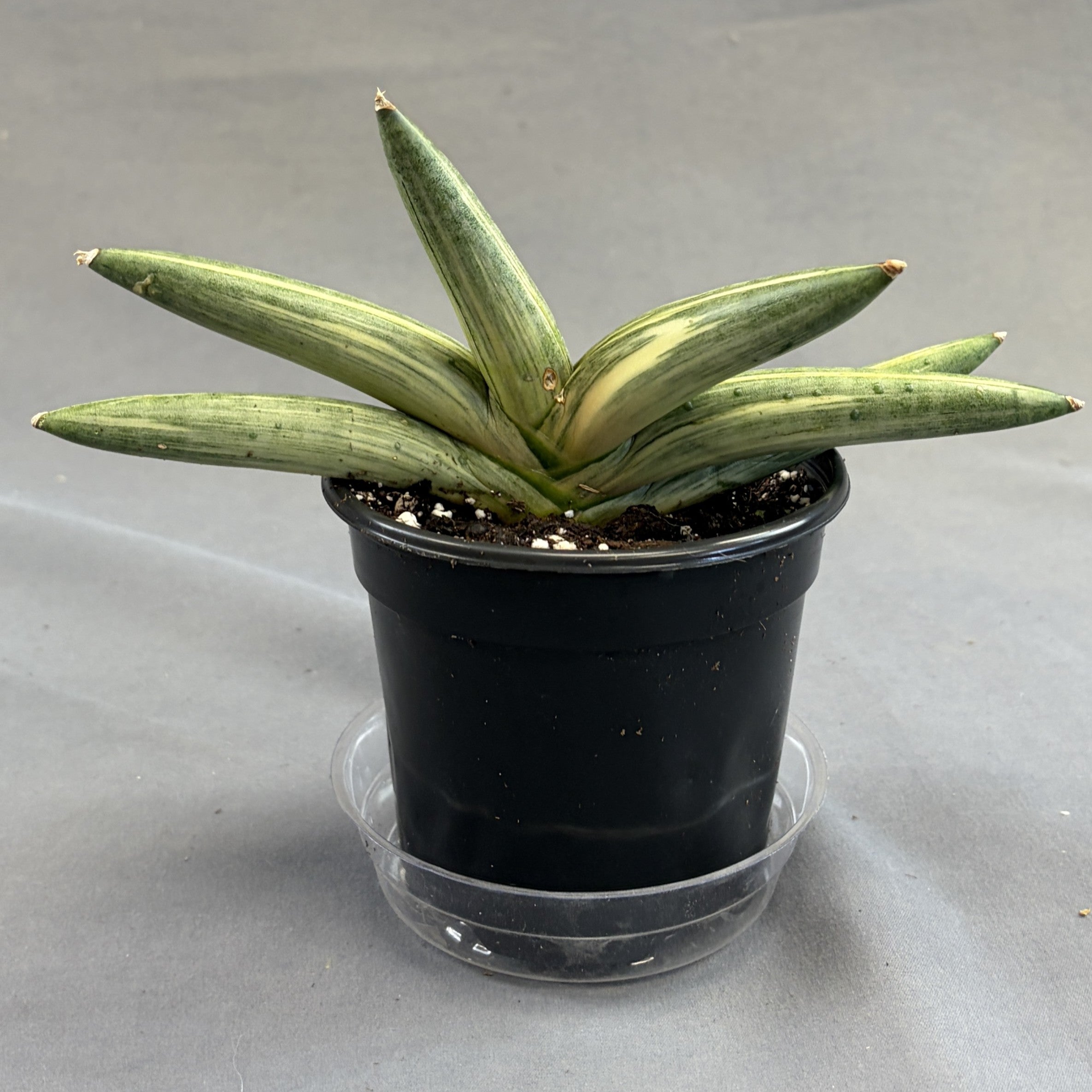 Snake Plant Starfish Variegated