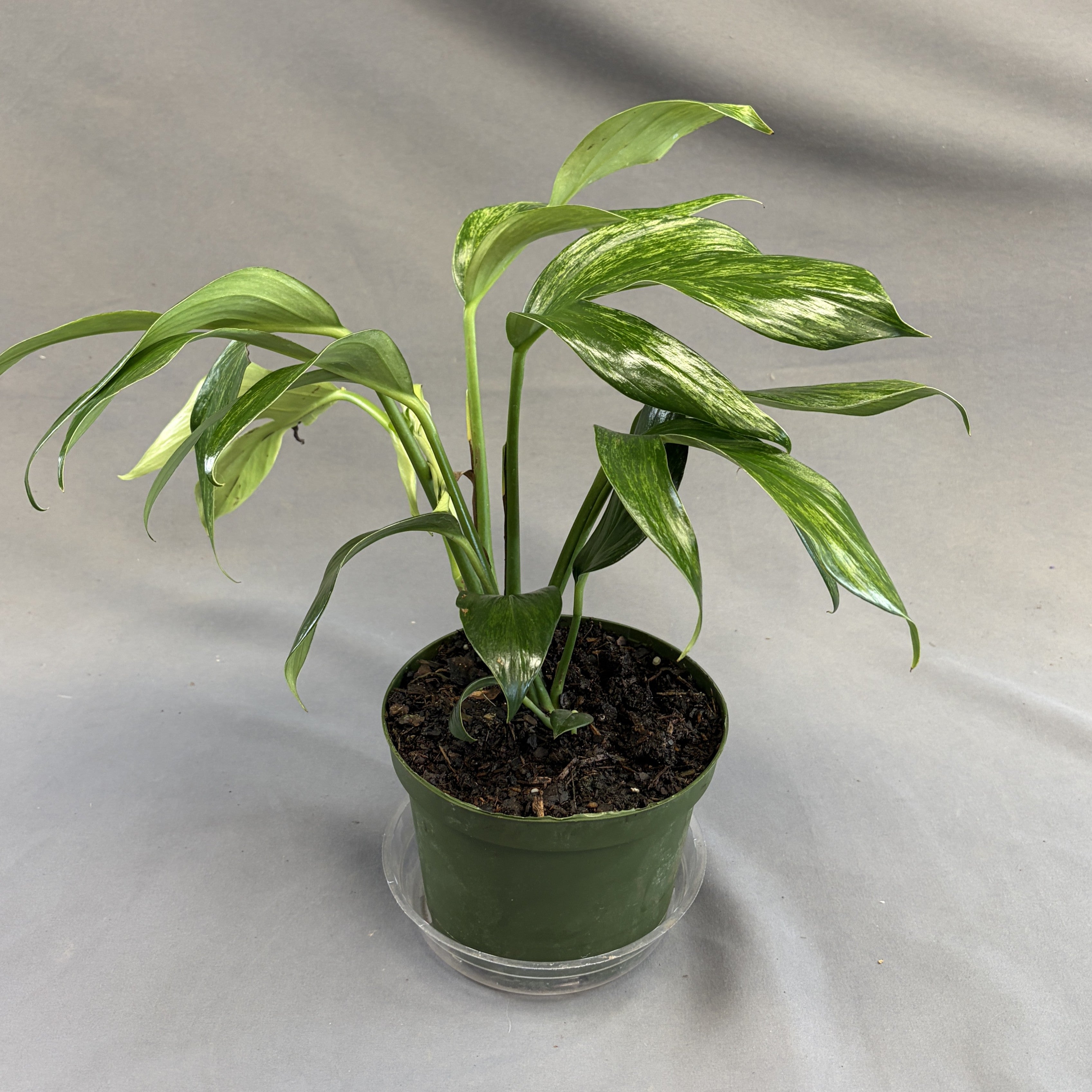 Rhaphidophora Decursiva Variegated