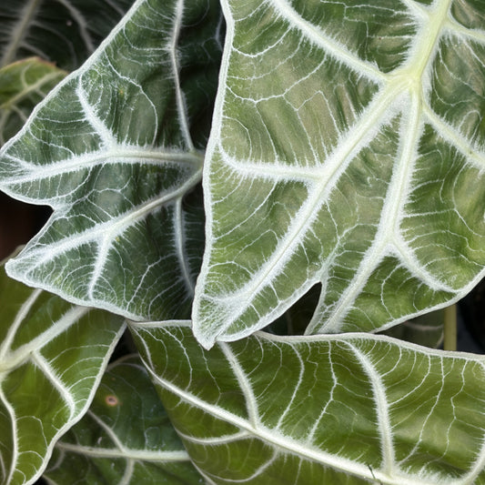 Alocasia 'Watsoniana Lightning'