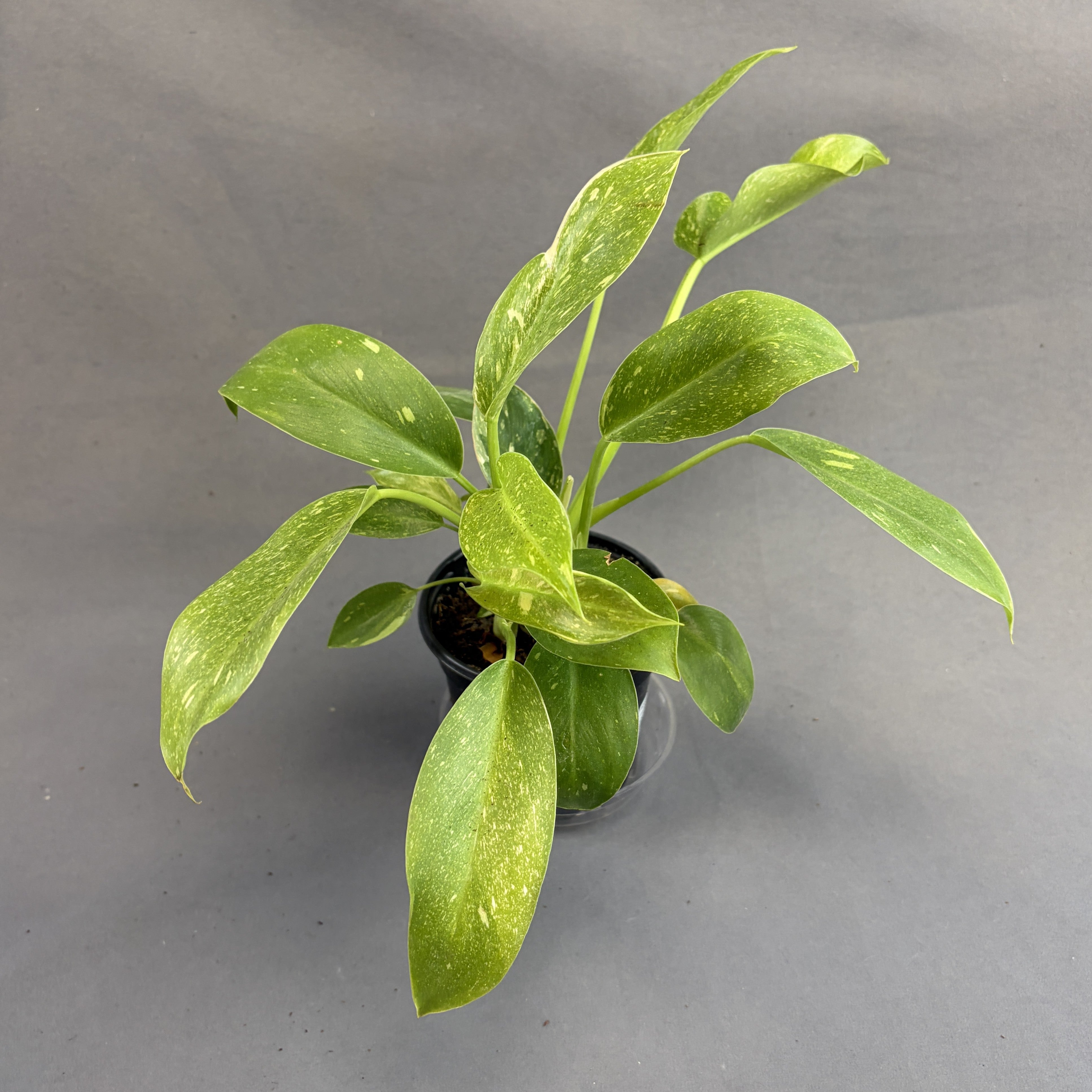 Philodendron 'Green Congo' Variegated