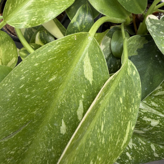 Philodendron 'Green Congo' Variegated