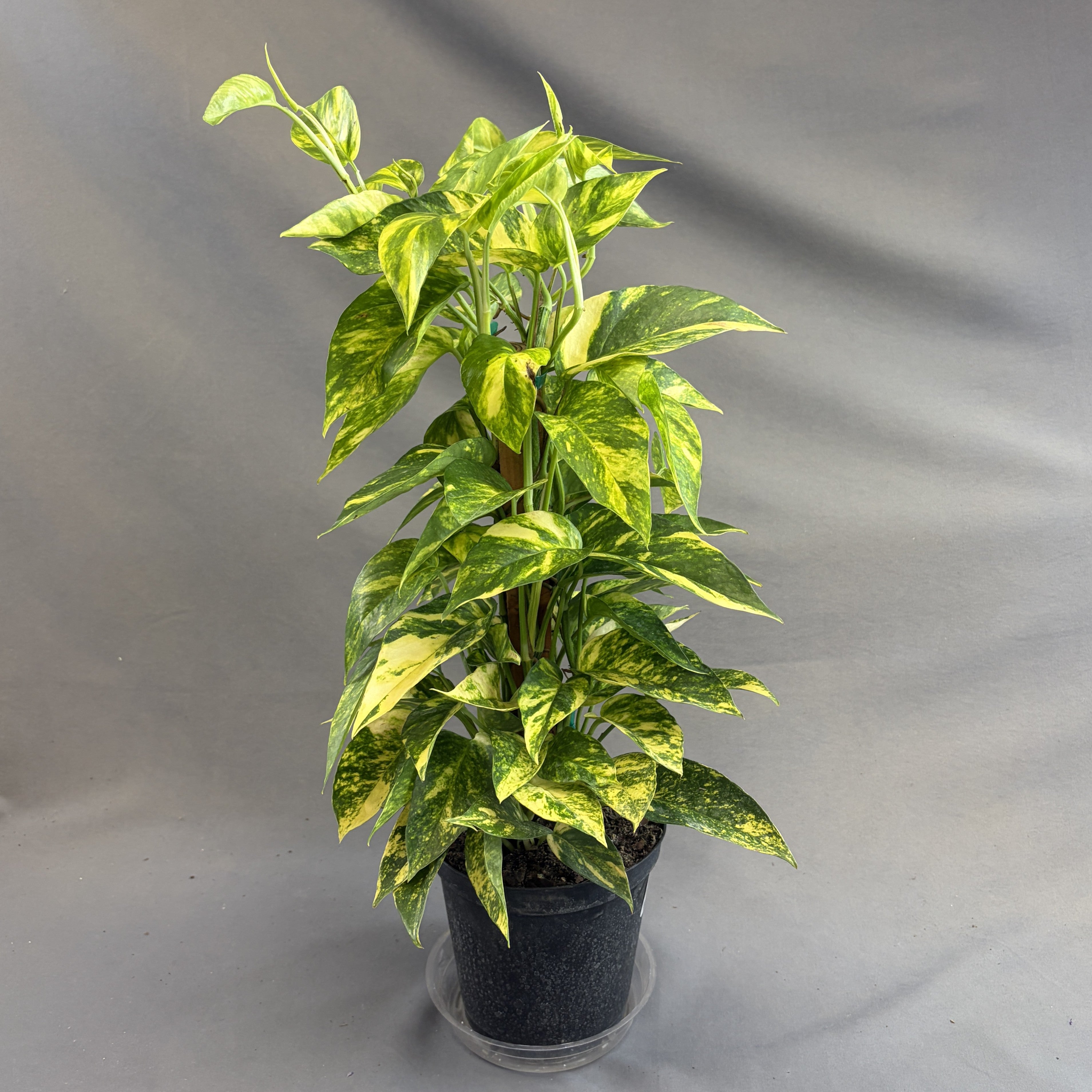 Epipremnum 'Yellow Flame'