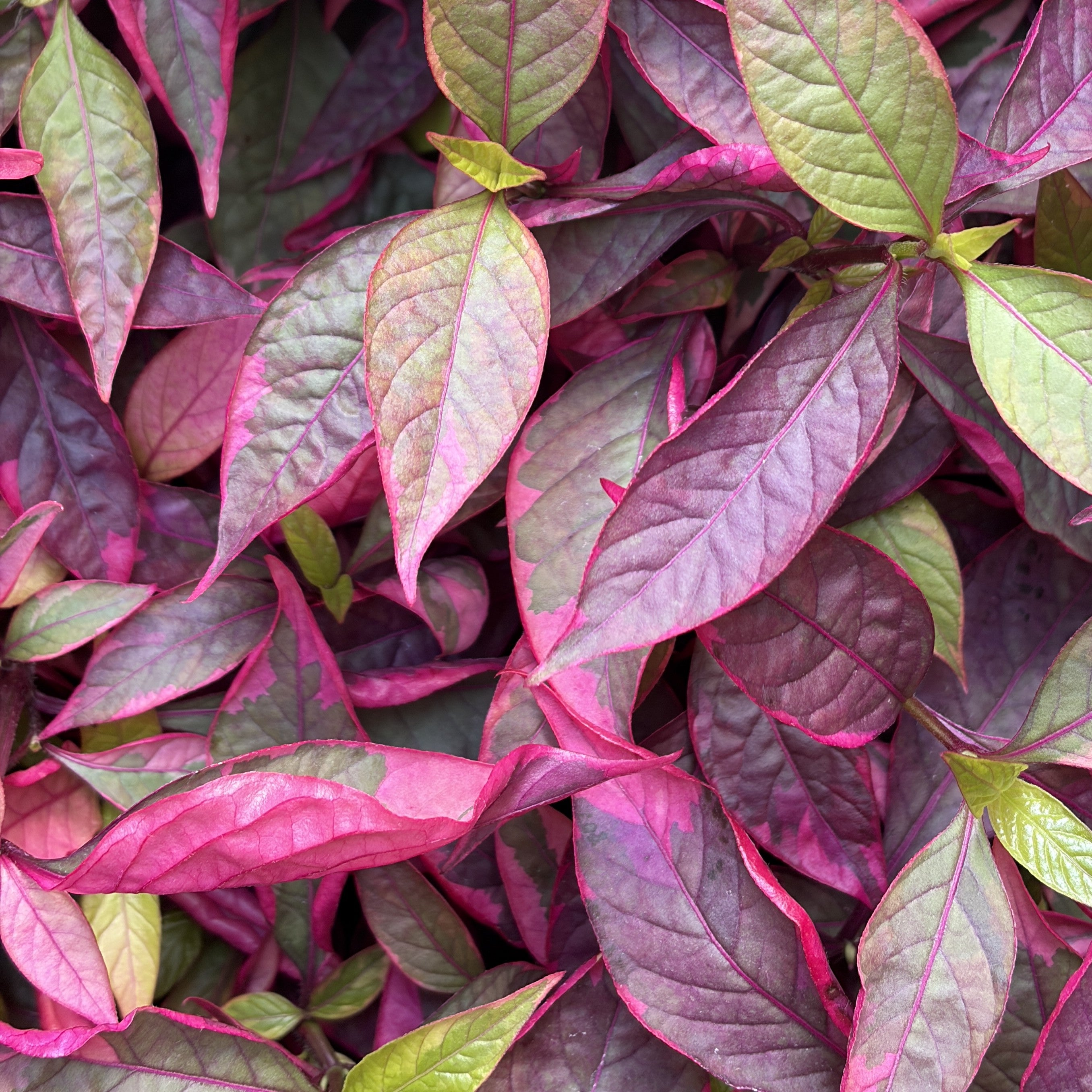 Alternanthera 'Brazilan Hot'