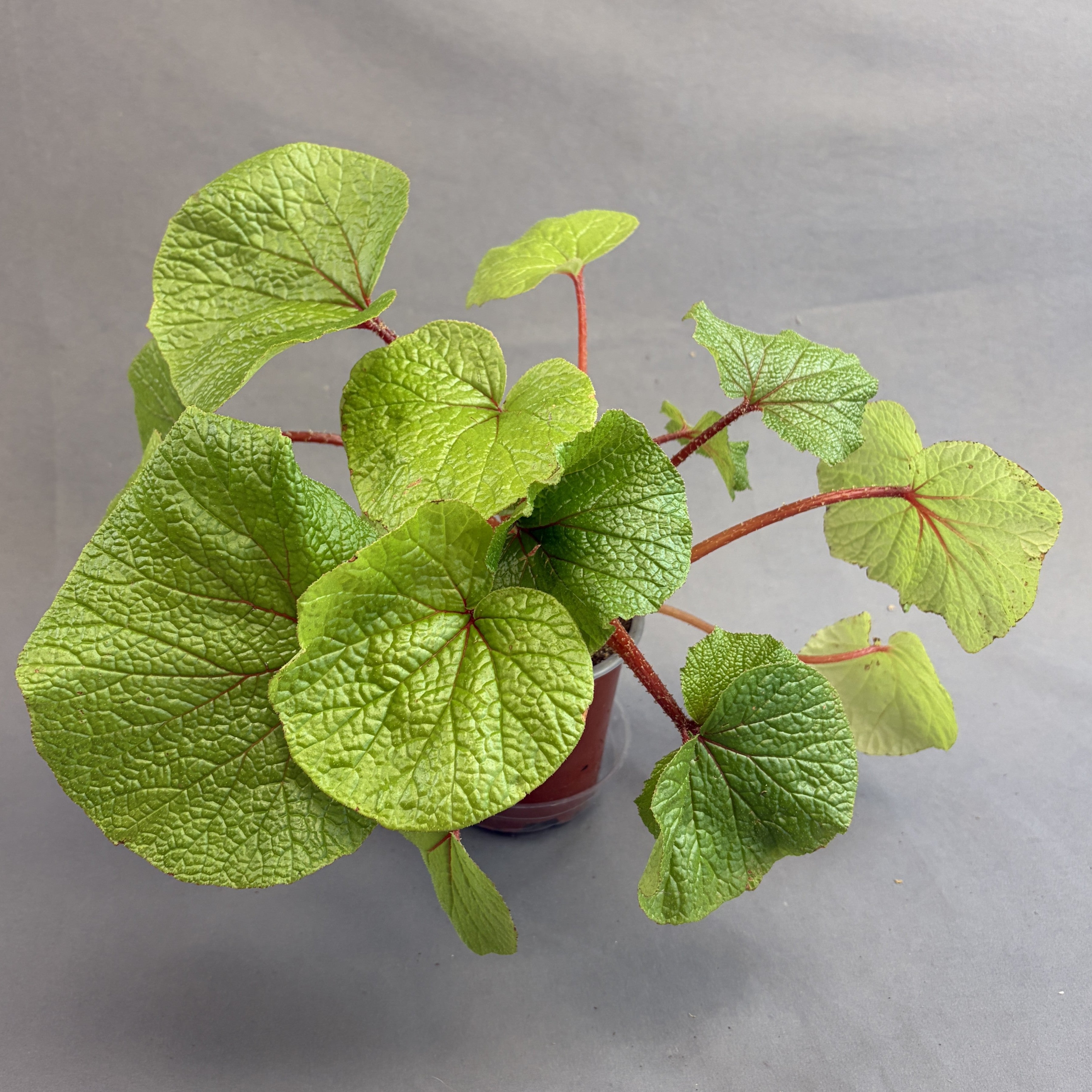 Begonia paleata